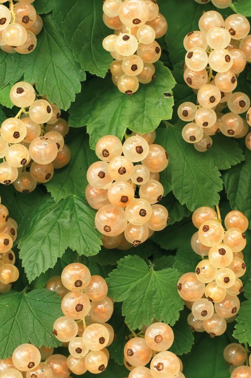 Ribes rubrum 'White Pearl' +3.0 label, D 15
