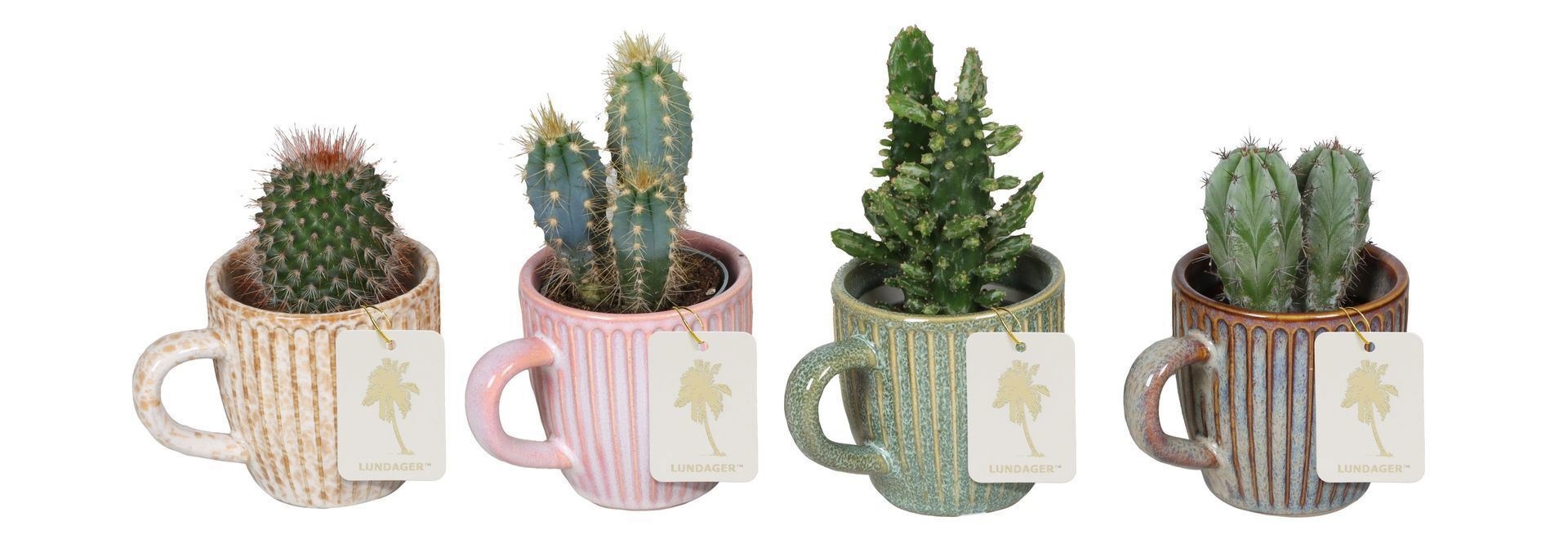 L 67190 With Cactus Mix 6 cm, D 6