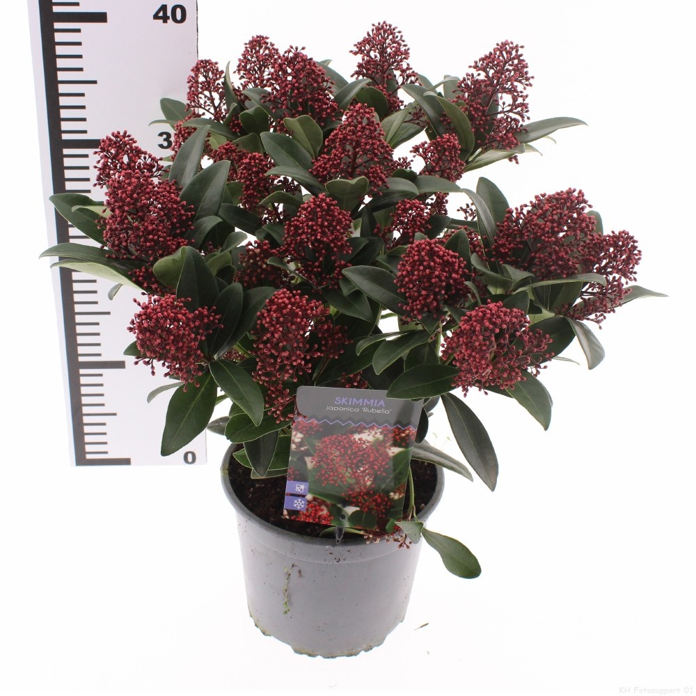 Skimmia jap. 'Rubella', D 17