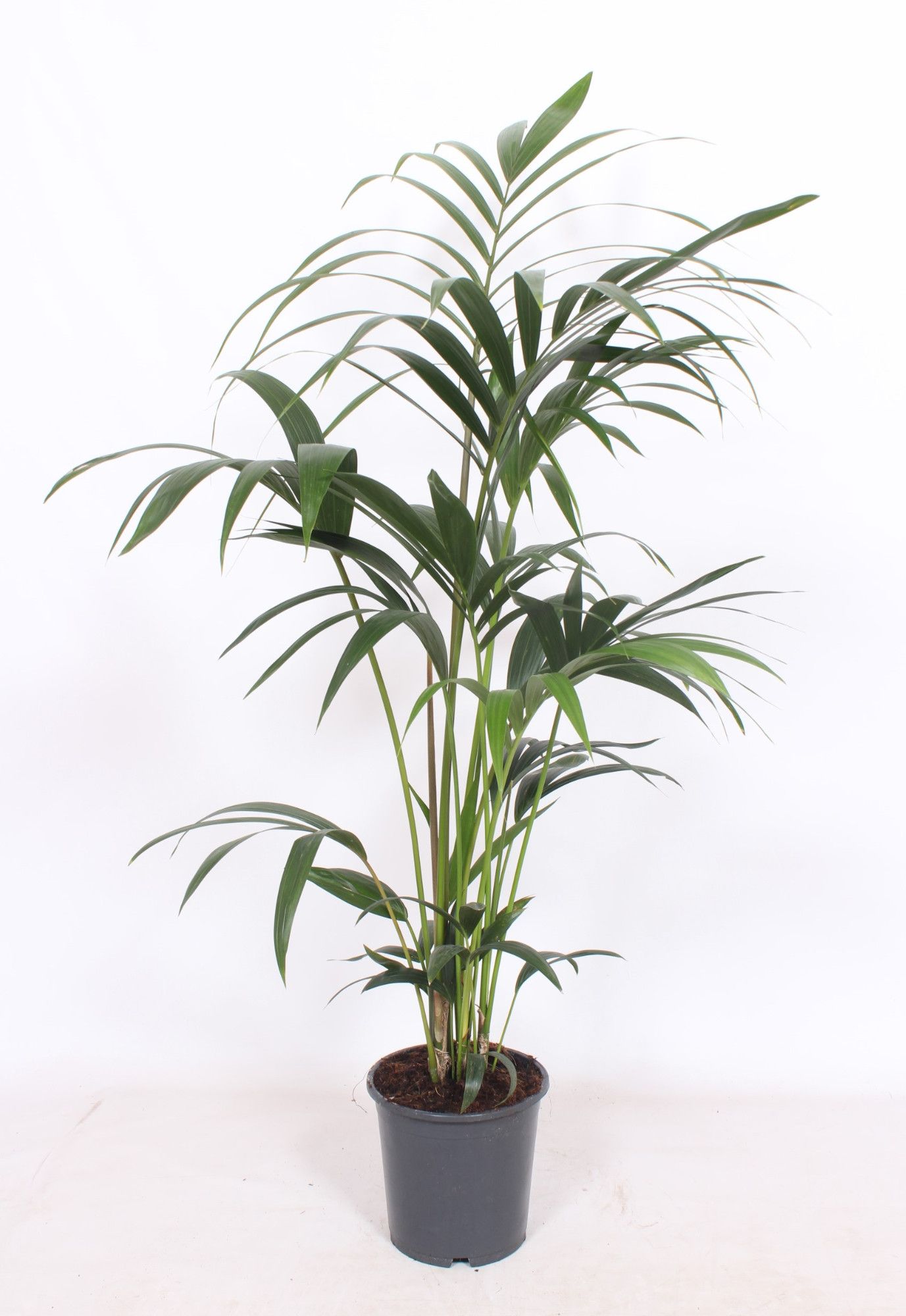 Howea forsteriana 5 per pot, D 21