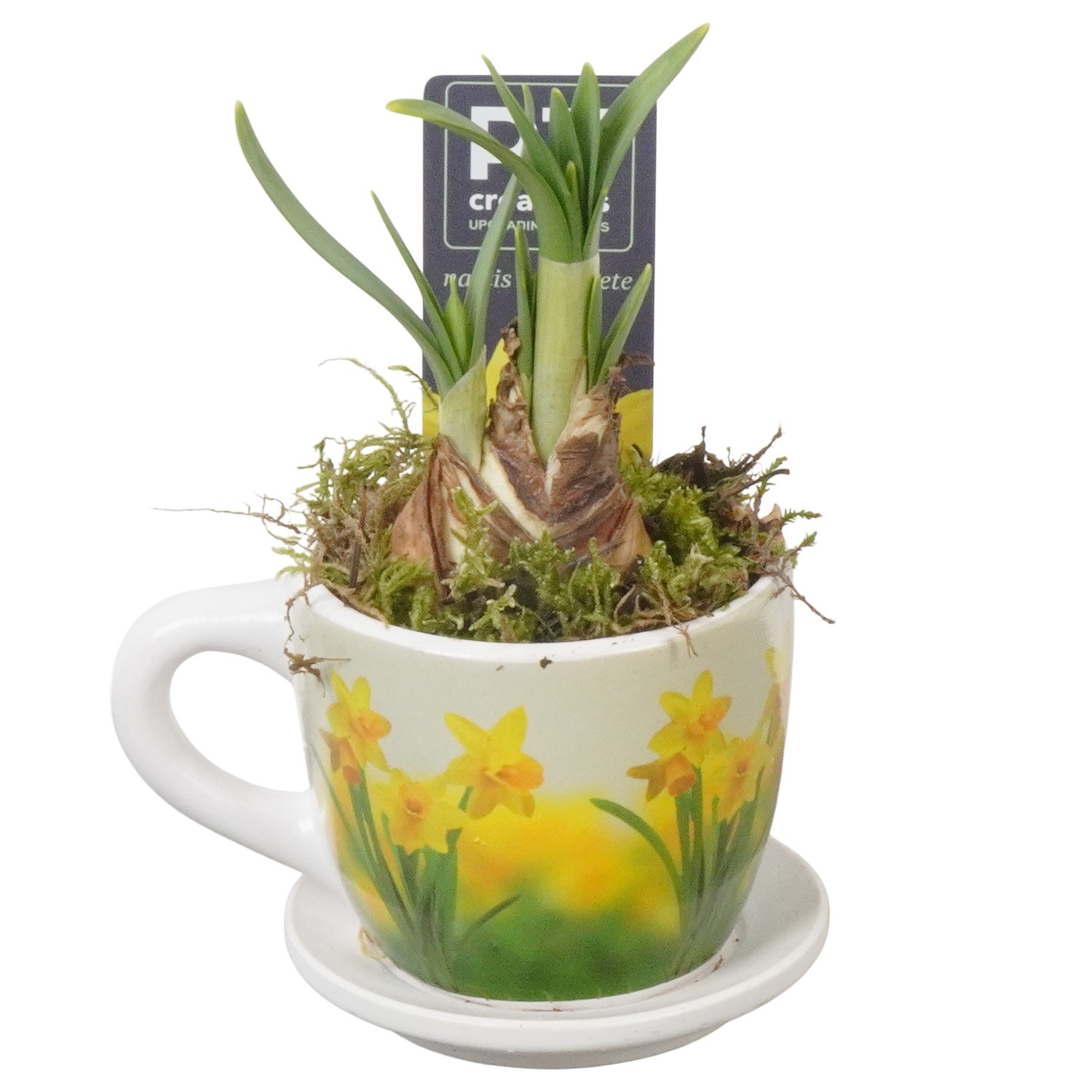 PTN8725 Arrangement Narcissus in keramiek pot, D 8