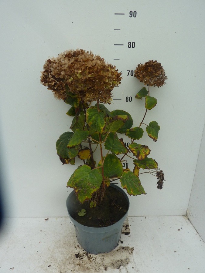 Hydrangea arbor. 'Ruby Annabelle' ®, D 27