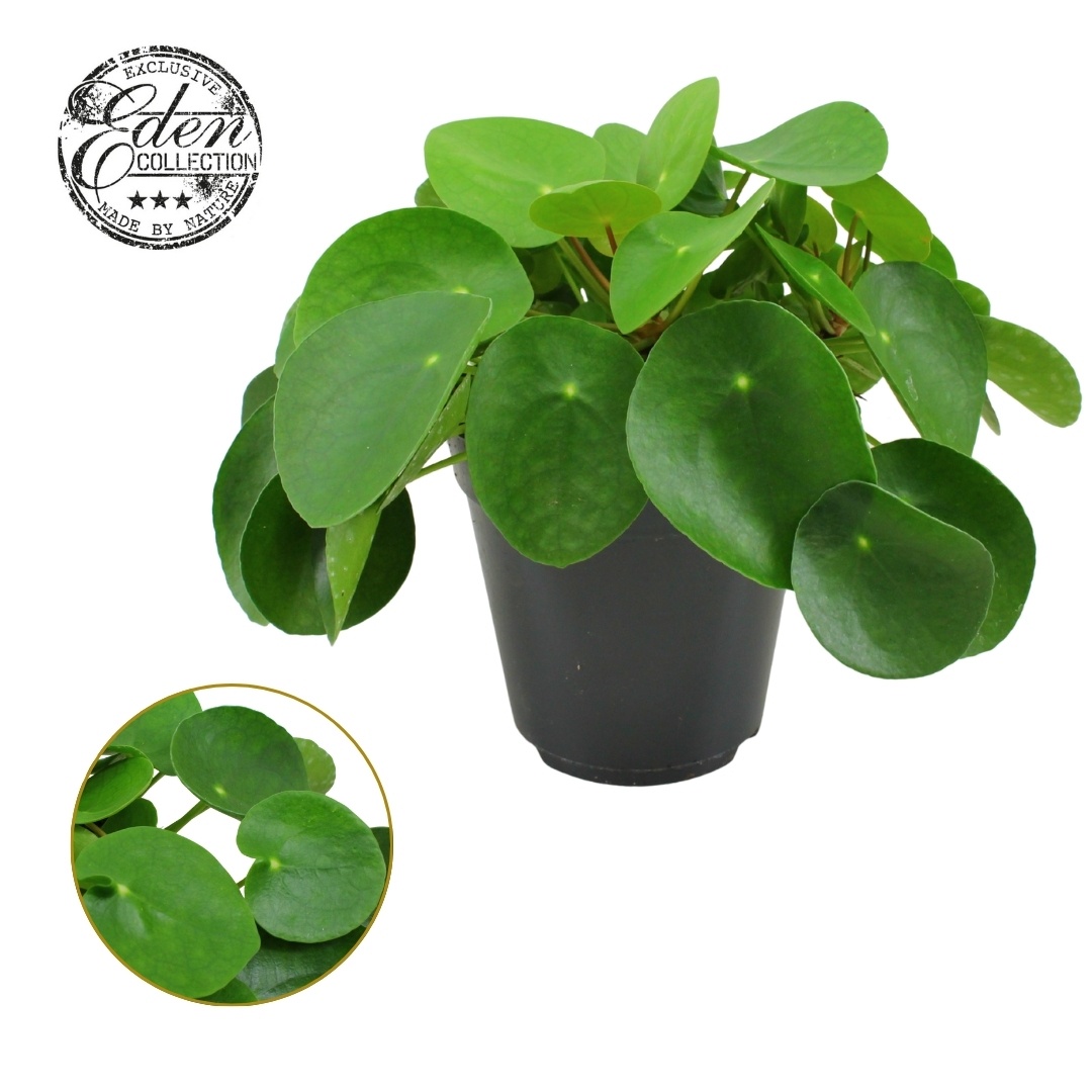 Pilea Peperomioides 15cm, D 15