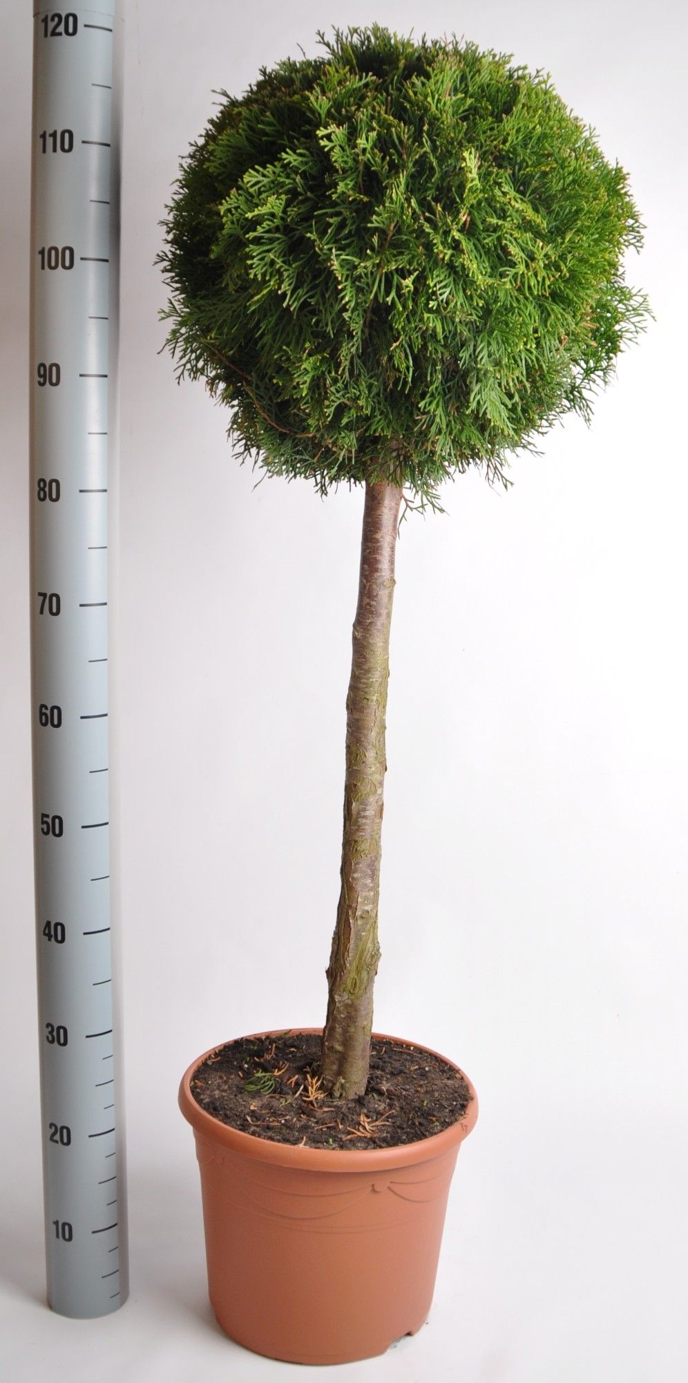 Thuja oc. Smaragd, stam 60 cm 7.5 liter deco, D 26