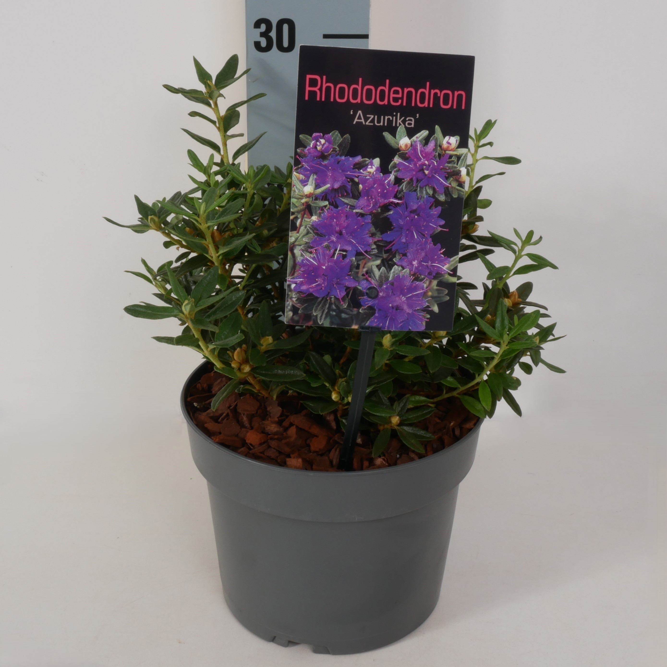 Rhododendron 'Azurika' P17, D 17