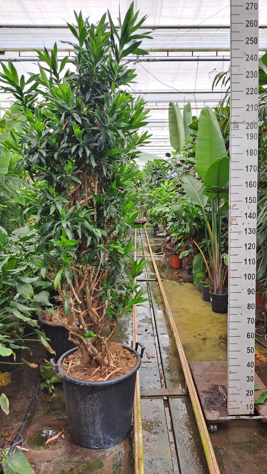 Dracaena reflexa pleomele vertakt XXL 250, D 55
