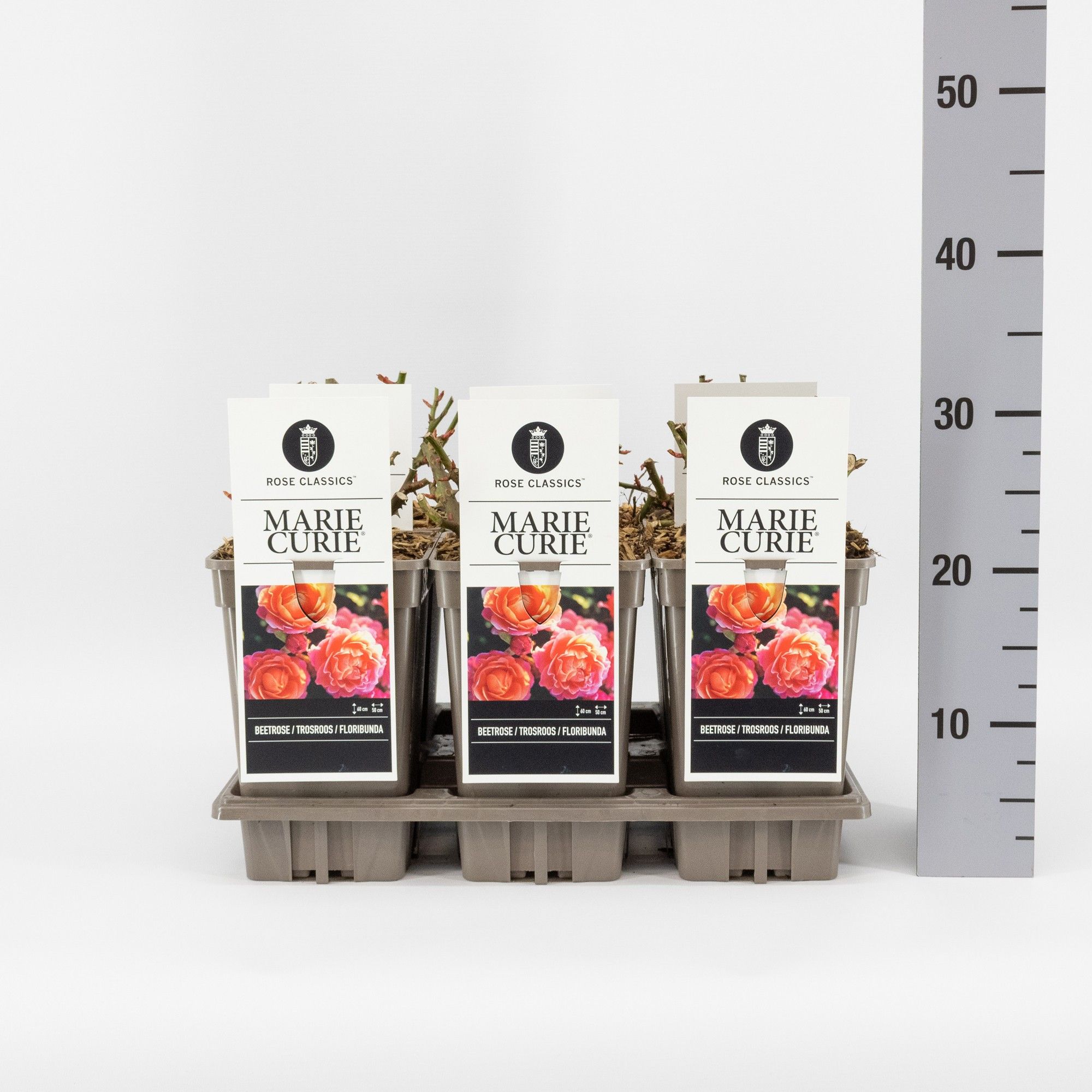 Rosa (F) Marie Curie ®, C3, D 17