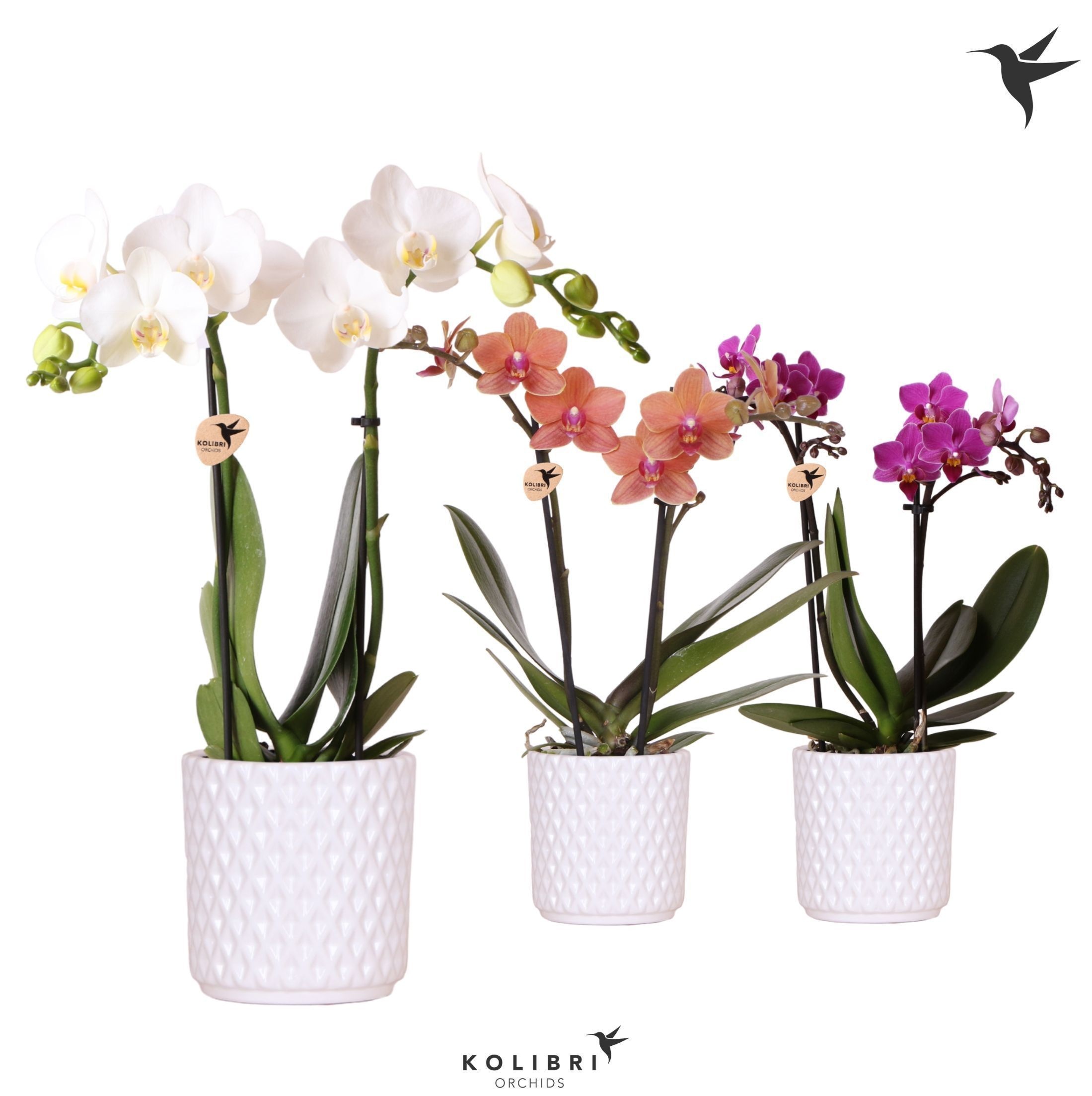 Kolibri Orchids Phalaenopsis mix 2 spike in Diamond pot white, D 9