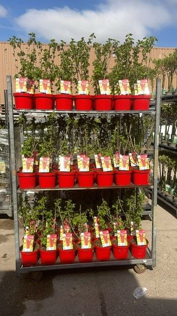 Ribes rubrum Jonkheer van Tets, D 19