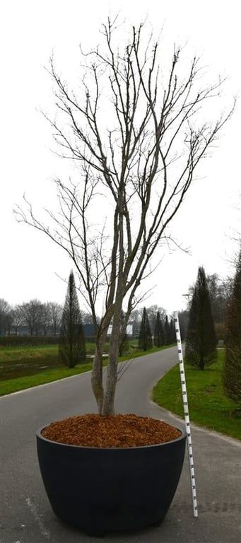 Acer pal. 'Fireglow', D 140