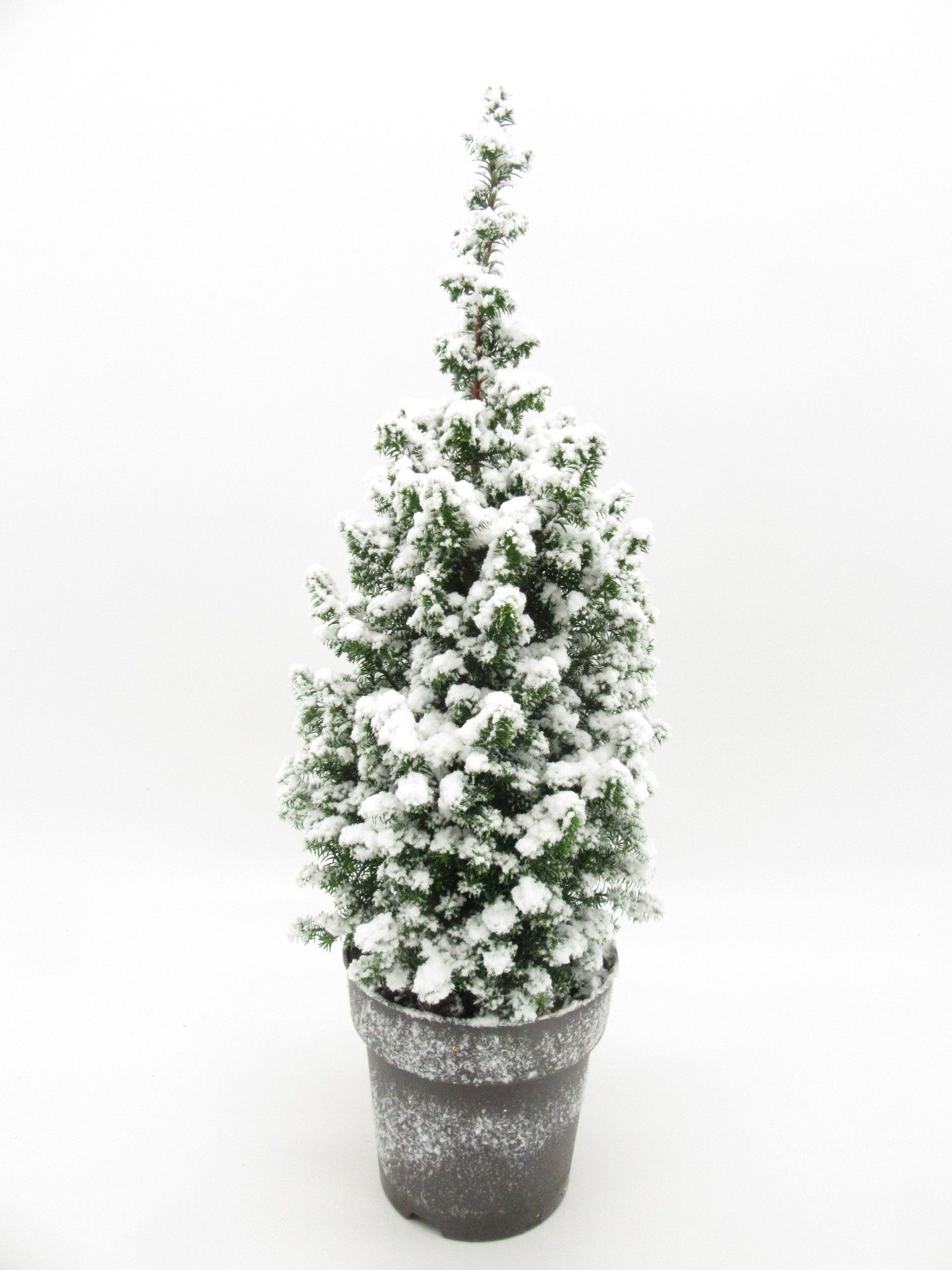 Top Point met Sneeuw, D 15 cm