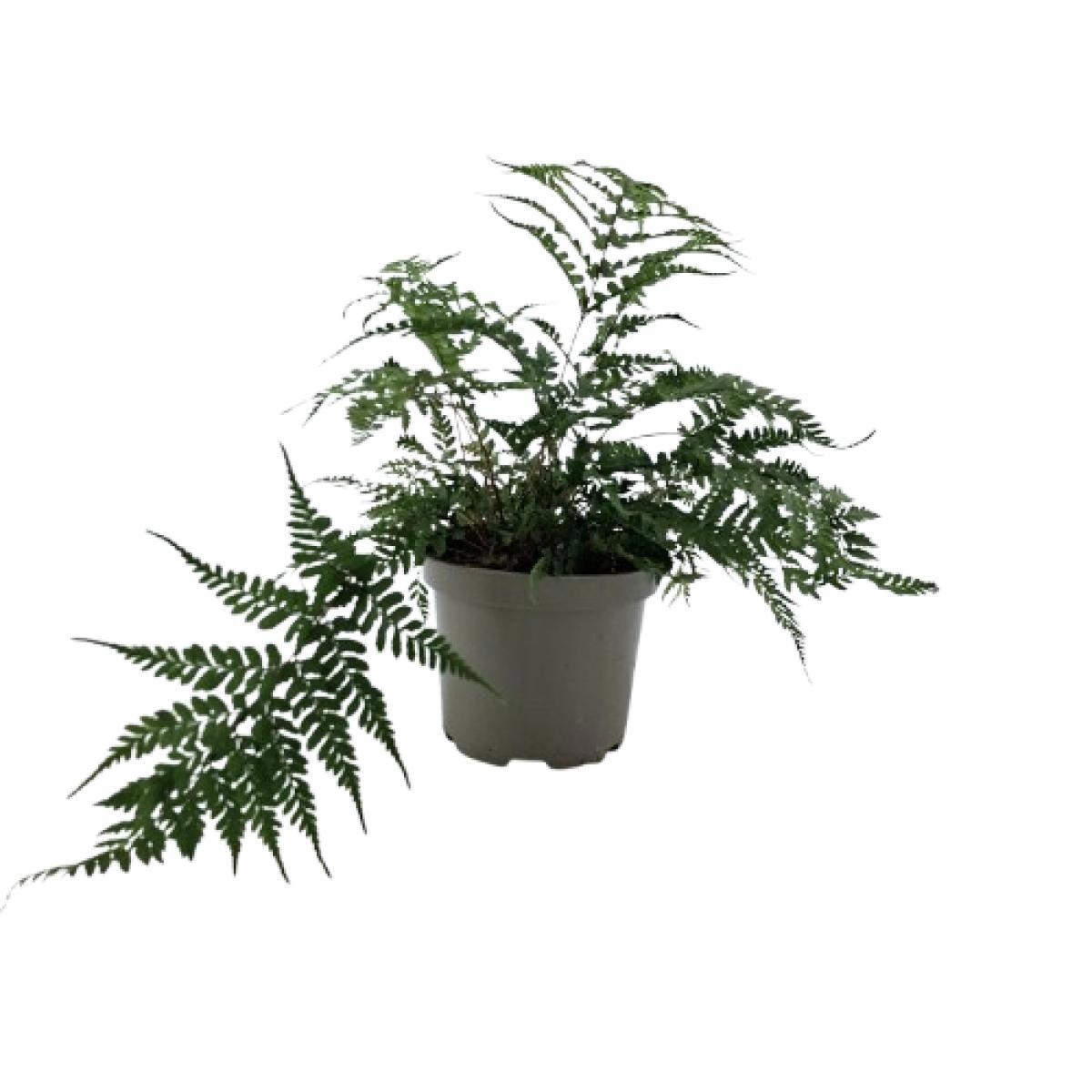 Athyrium otophorum 'Okanum', D 17