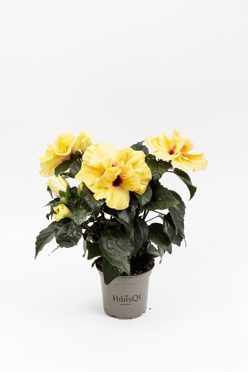 HIBISCUS ROSA SINENSIS 'ADONICUS.DB YEL(N)', D 13