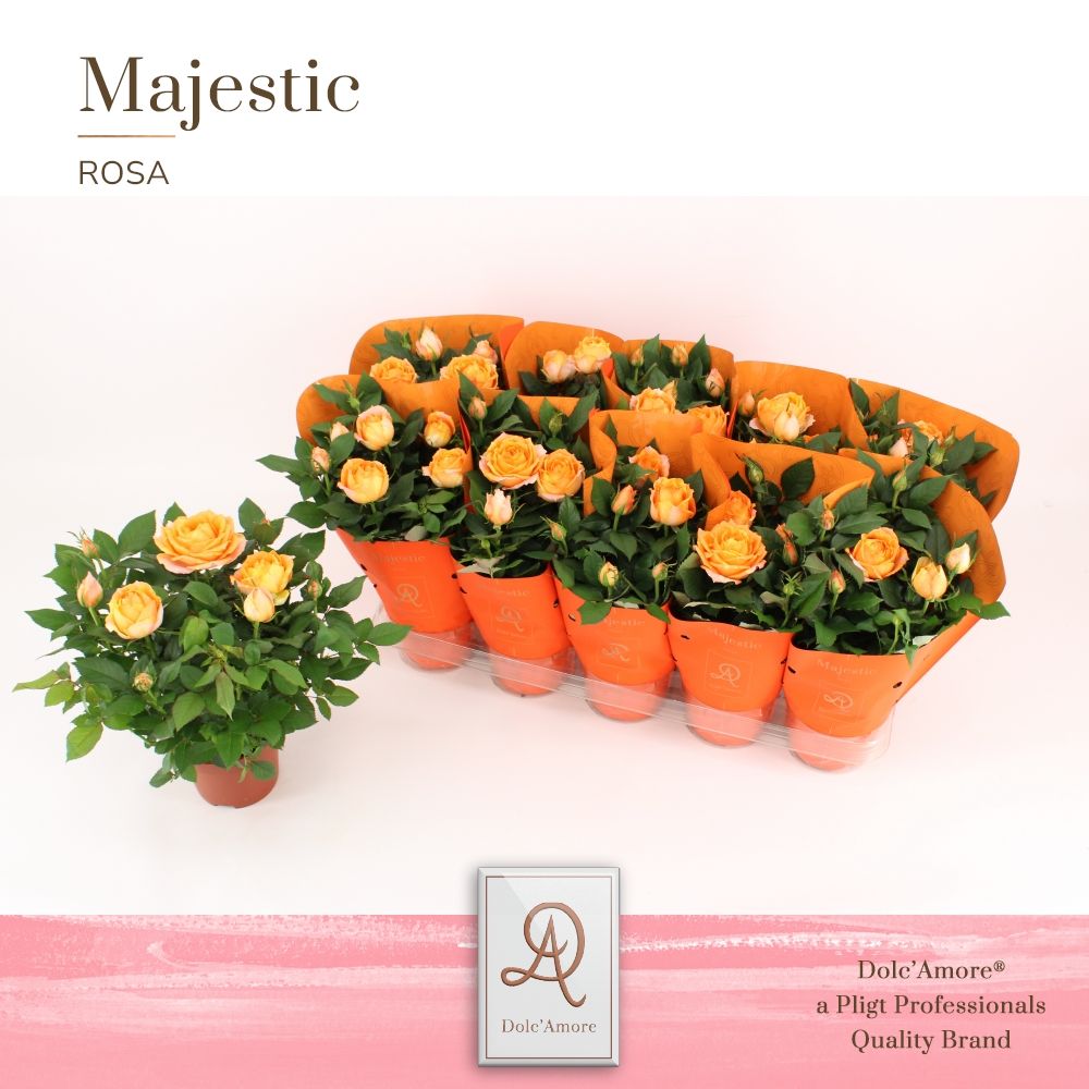Potroos Oranje P12 Dolc'Amore® Majestic, D 12