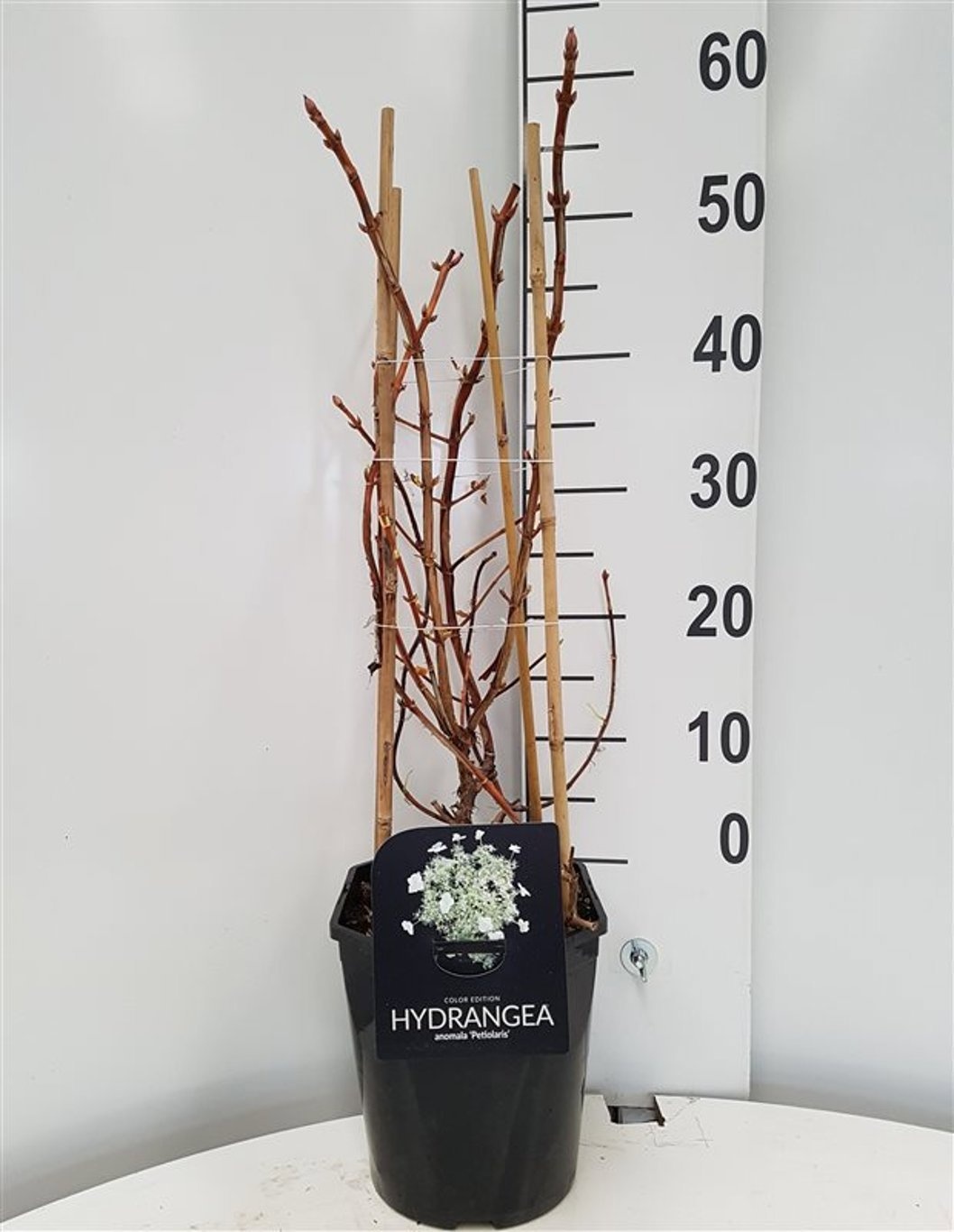 Hydrangea petiolaris, D 21