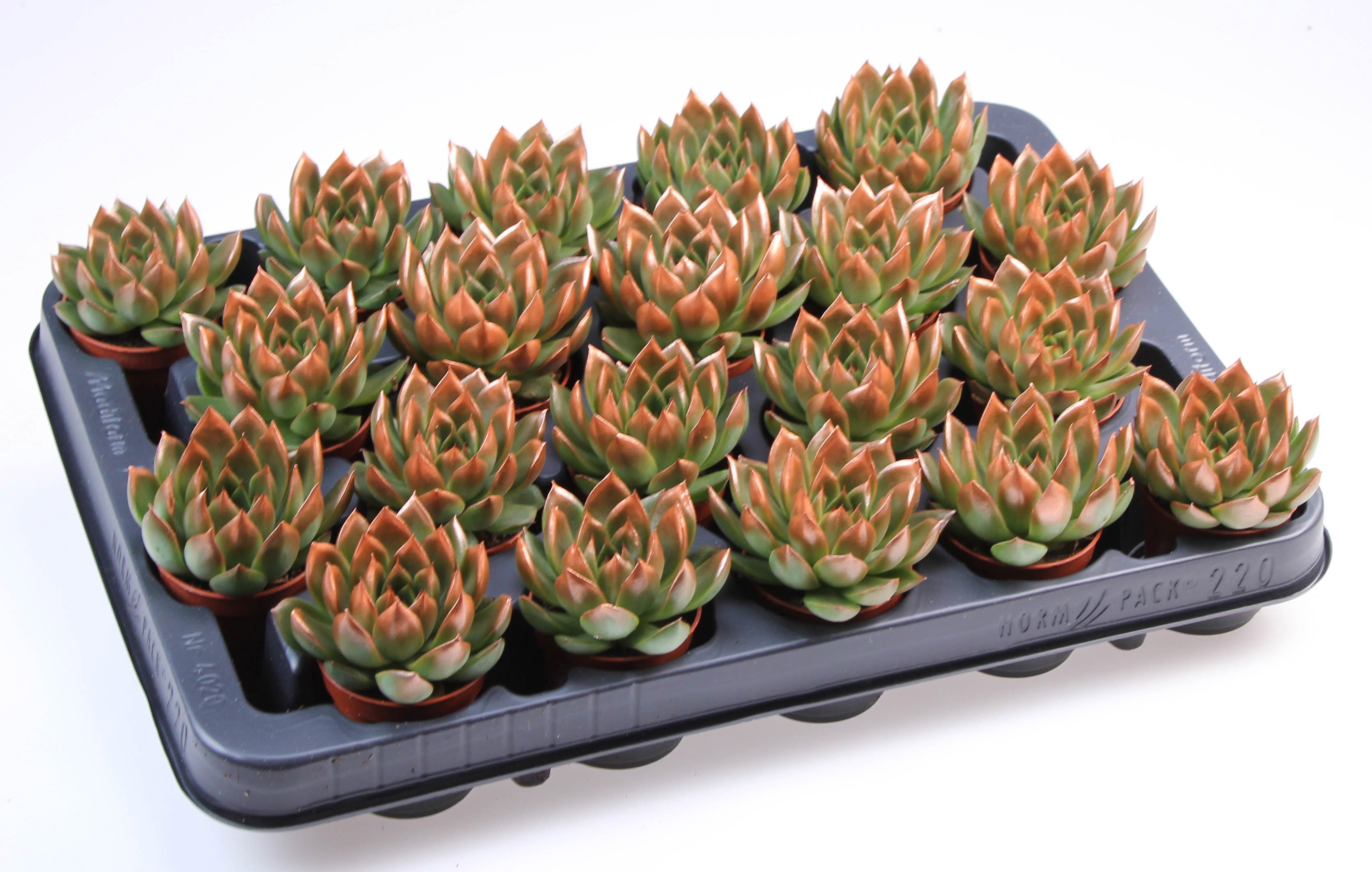 Miranda bronze tips, D 5,5