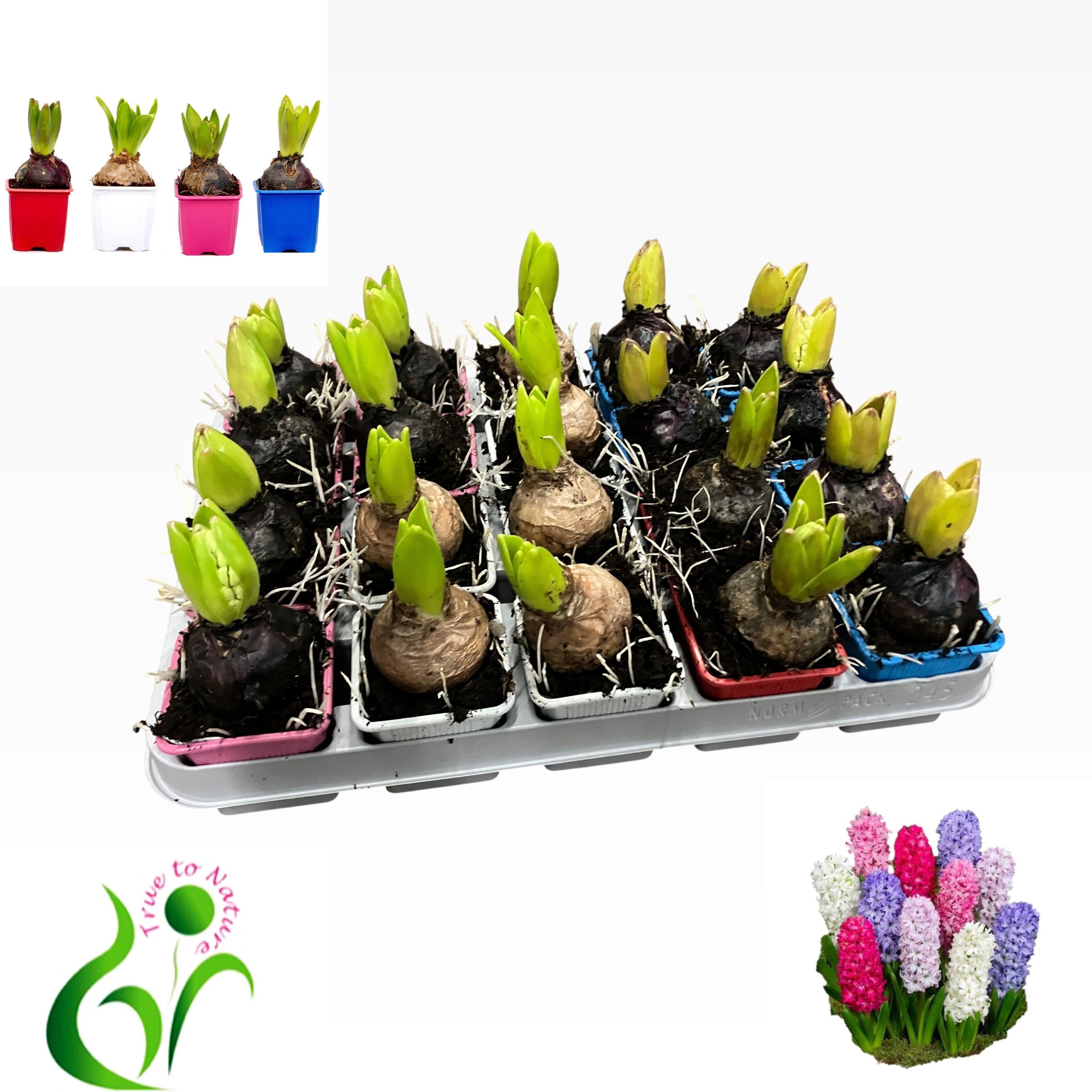 KLOK Hyacint 4 kl. mix, D 7