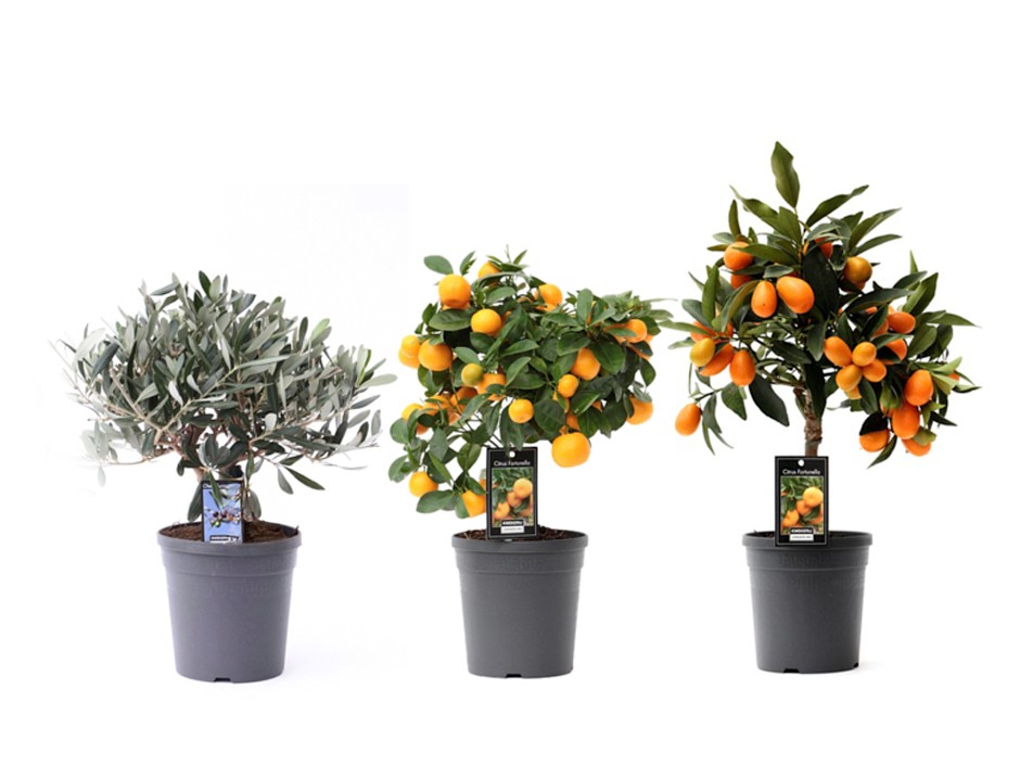 Mediterrane mix 3 soorten, D 15