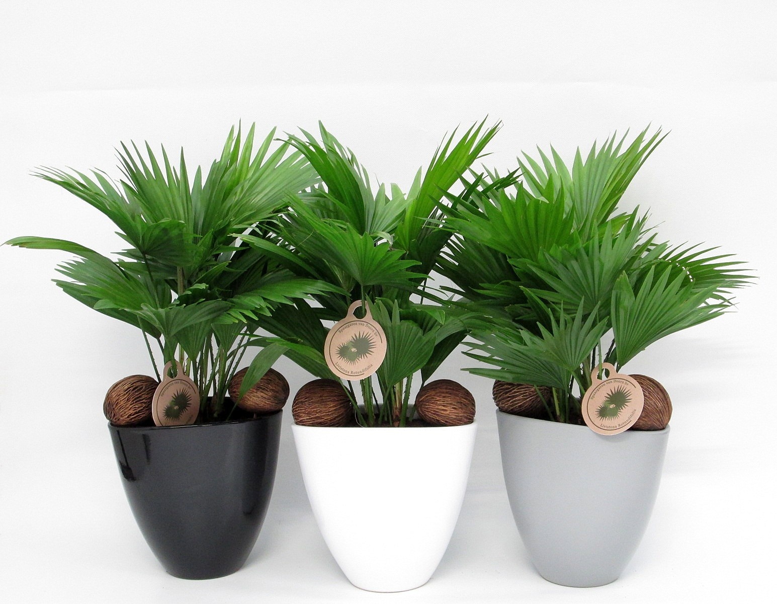 Livistona in avani pot mix nr 24 aspd, D 22