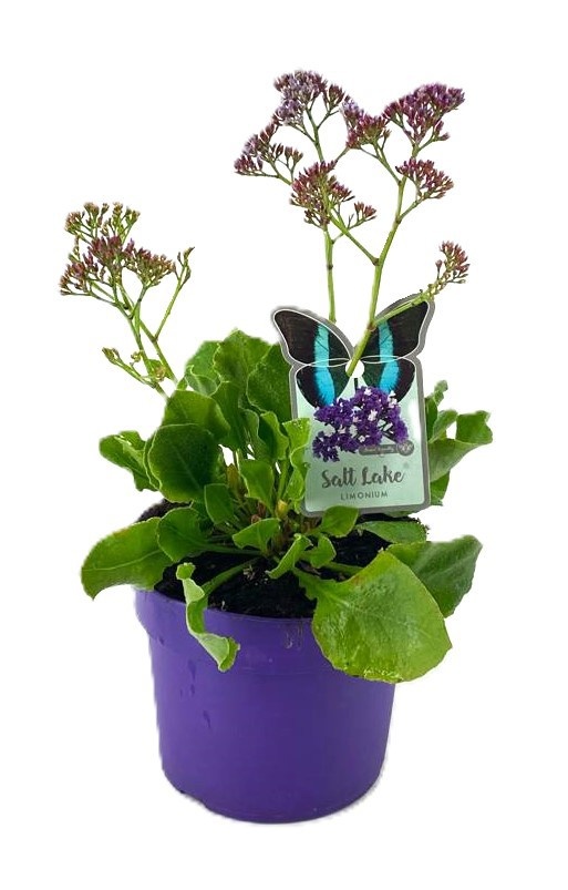 Limonium salt lake, D 19