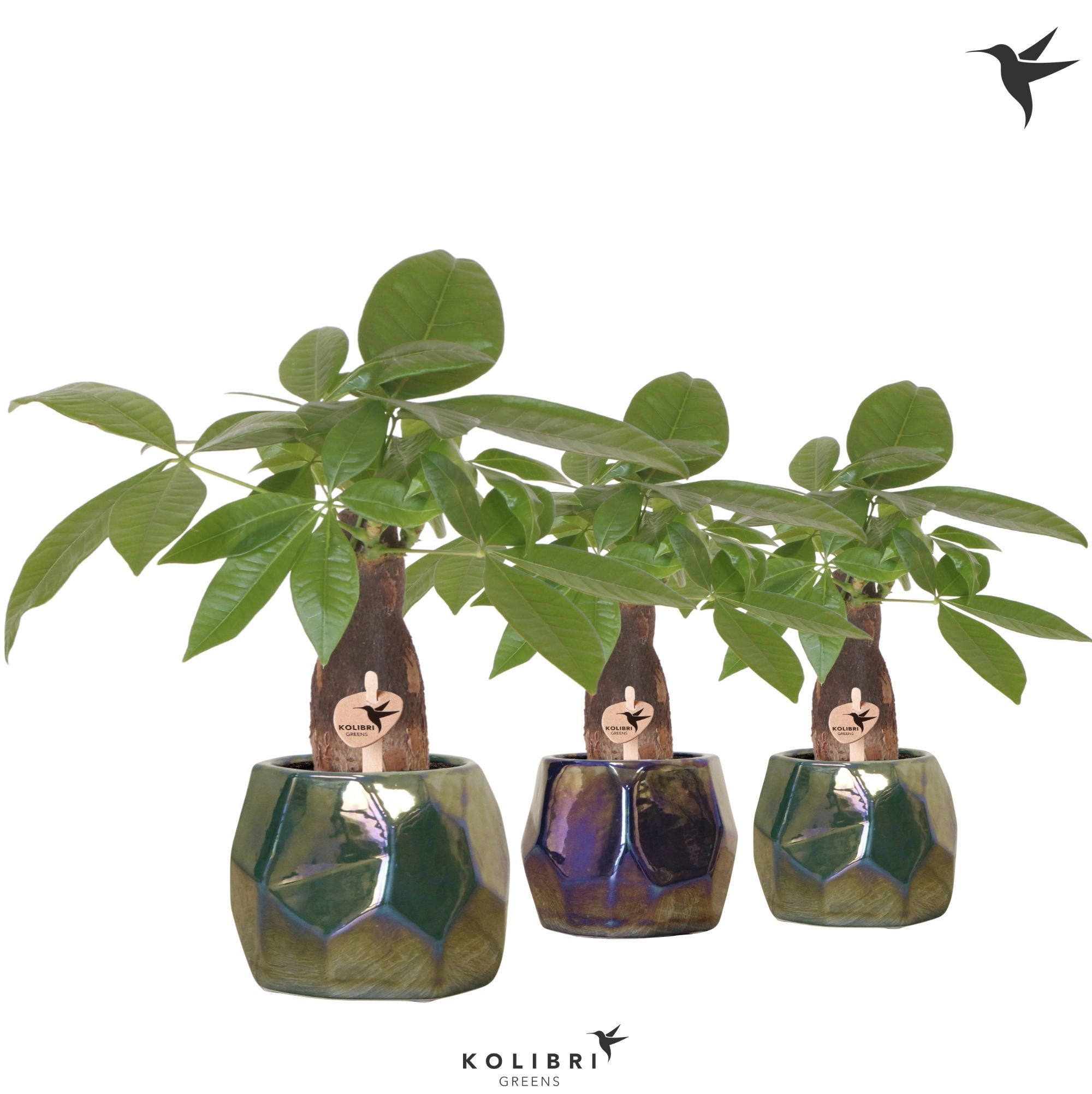 Kolibri Greens Pachira in Pearl pot blue green mix, D 9