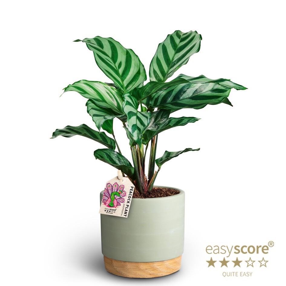 Woodbase Green, Calathea ´Freddy´, D 10