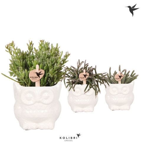 Kolibri Greens Rhipsalis mix in Owl pot white, D 6