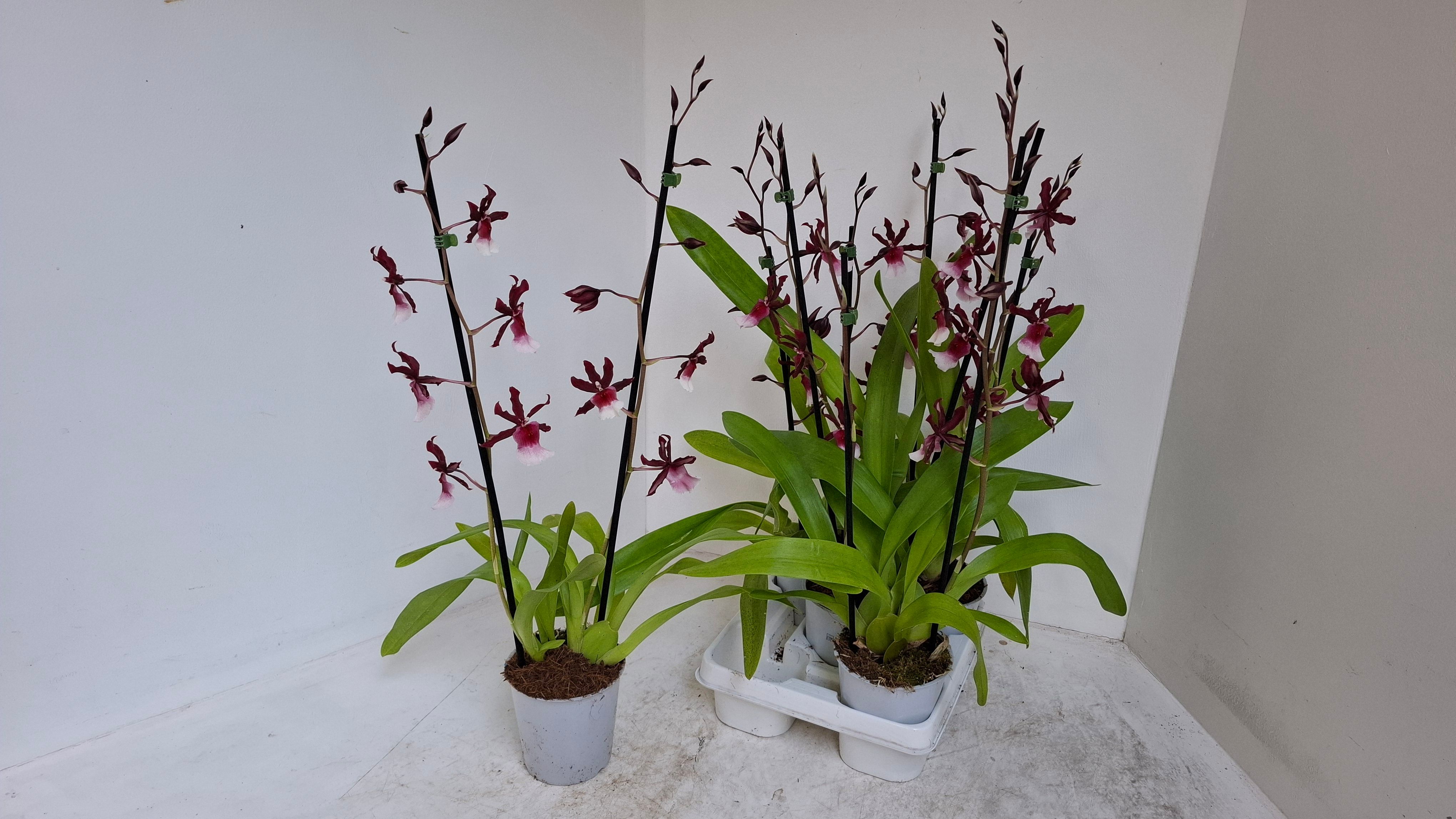 Renaissance grandeur 2 tak paars wit, D 12