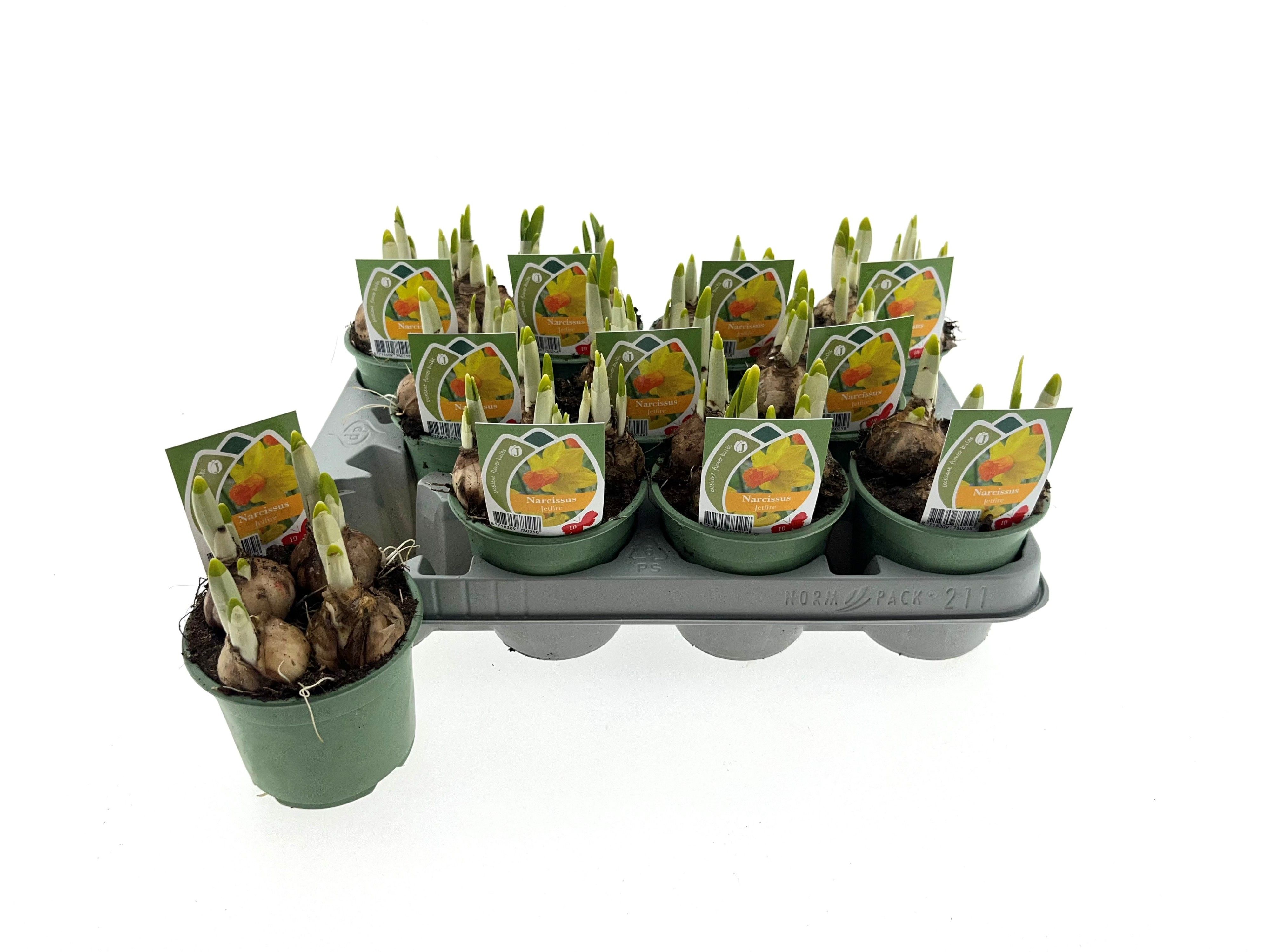 Narcis Jetfire 10 cm, D 10