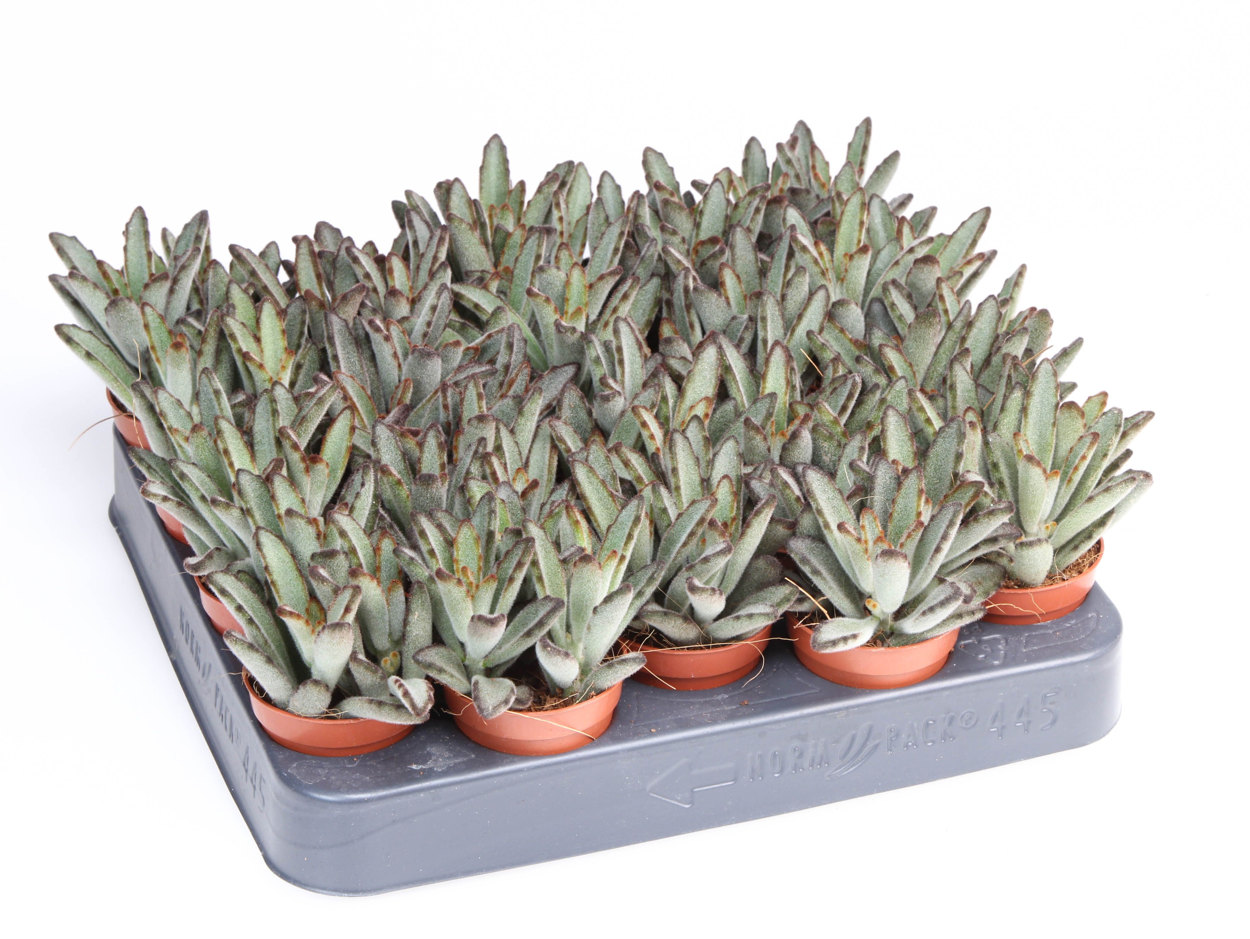 Kalanchoe Tomentosa Aida, D 5,5