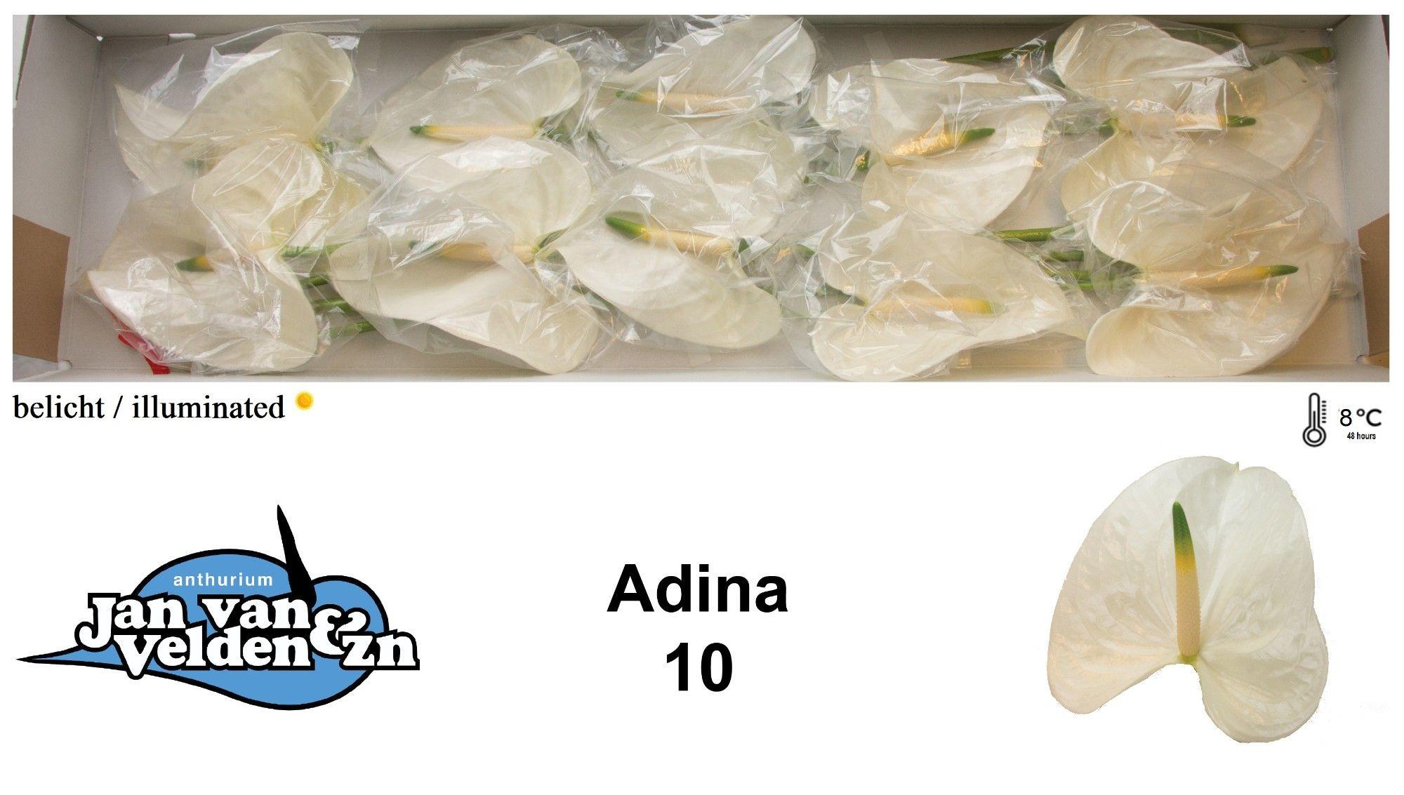 Антуриум Адина (бел.) x10, шт.