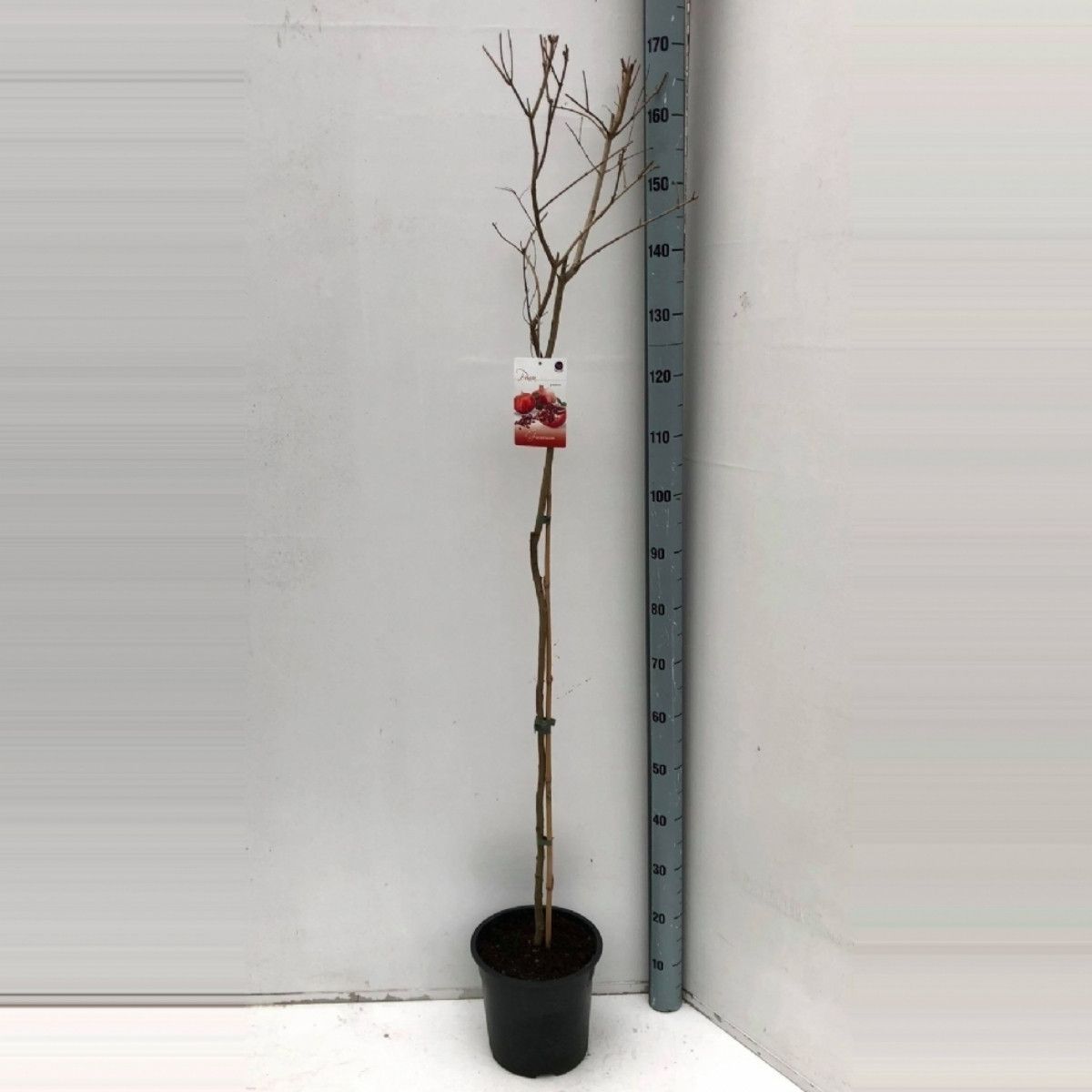 Punica granatum, D 24