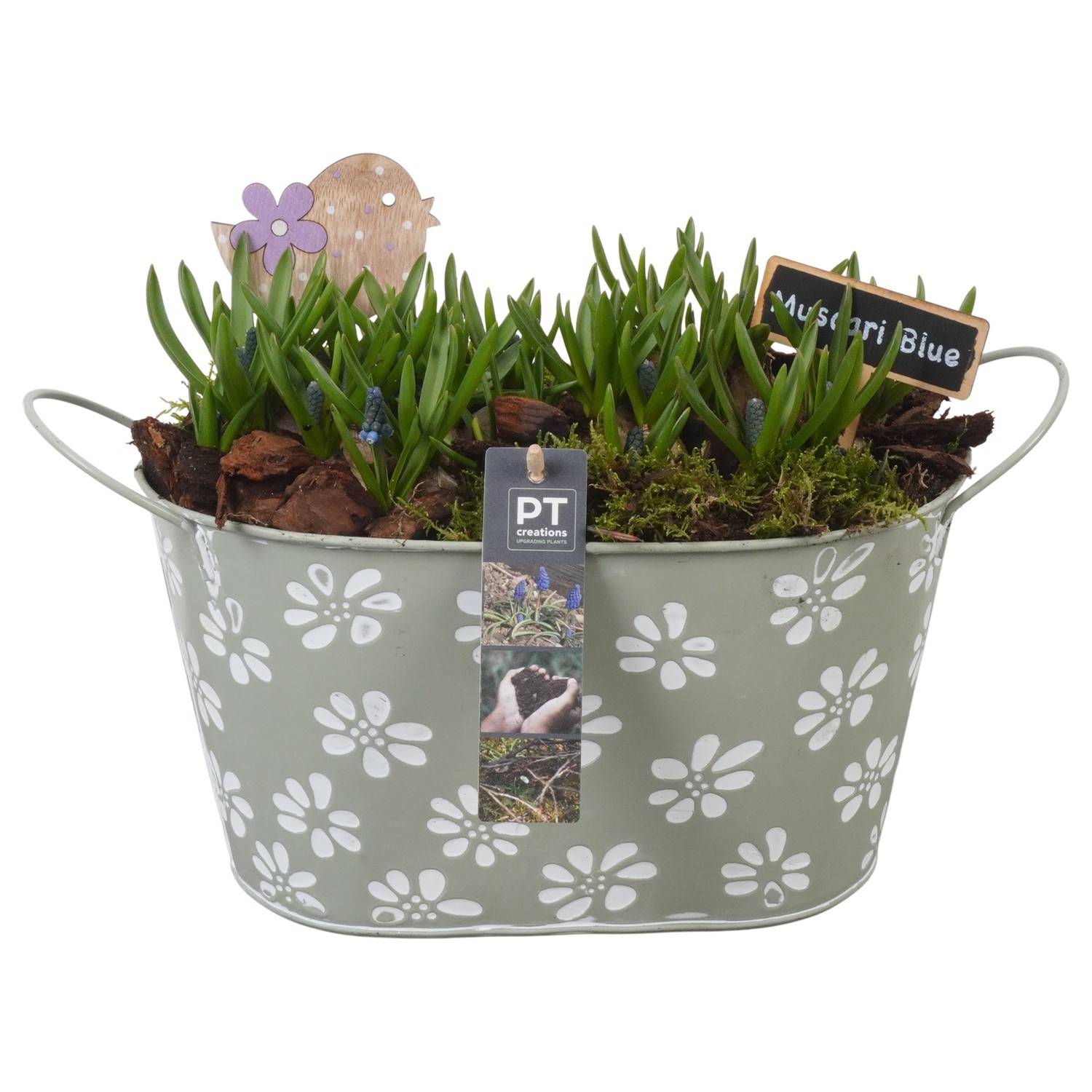 PTMB6158 Arrangement Muscari Blue in zink pot, D 27