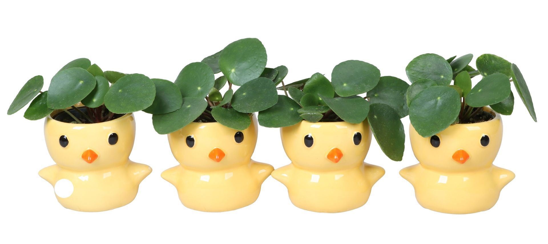 L 67168 With Pilea Peperomides 6 cm, D 6