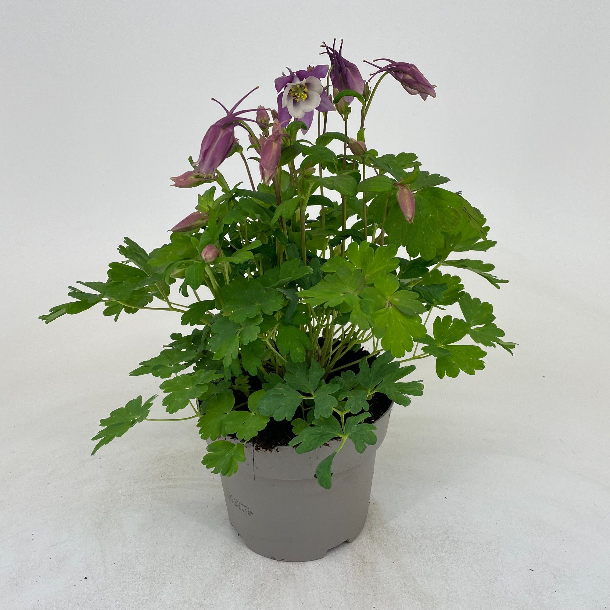 Aquilegia Earlybird gemengd, D 19