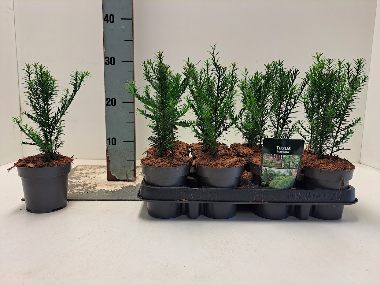Taxus baccata -, D 9,5