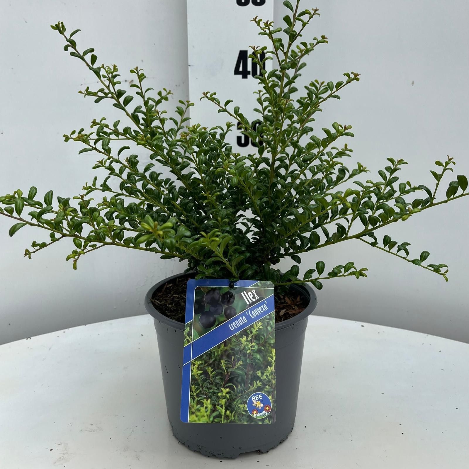 Ilex cren. 'Convexa', D 19