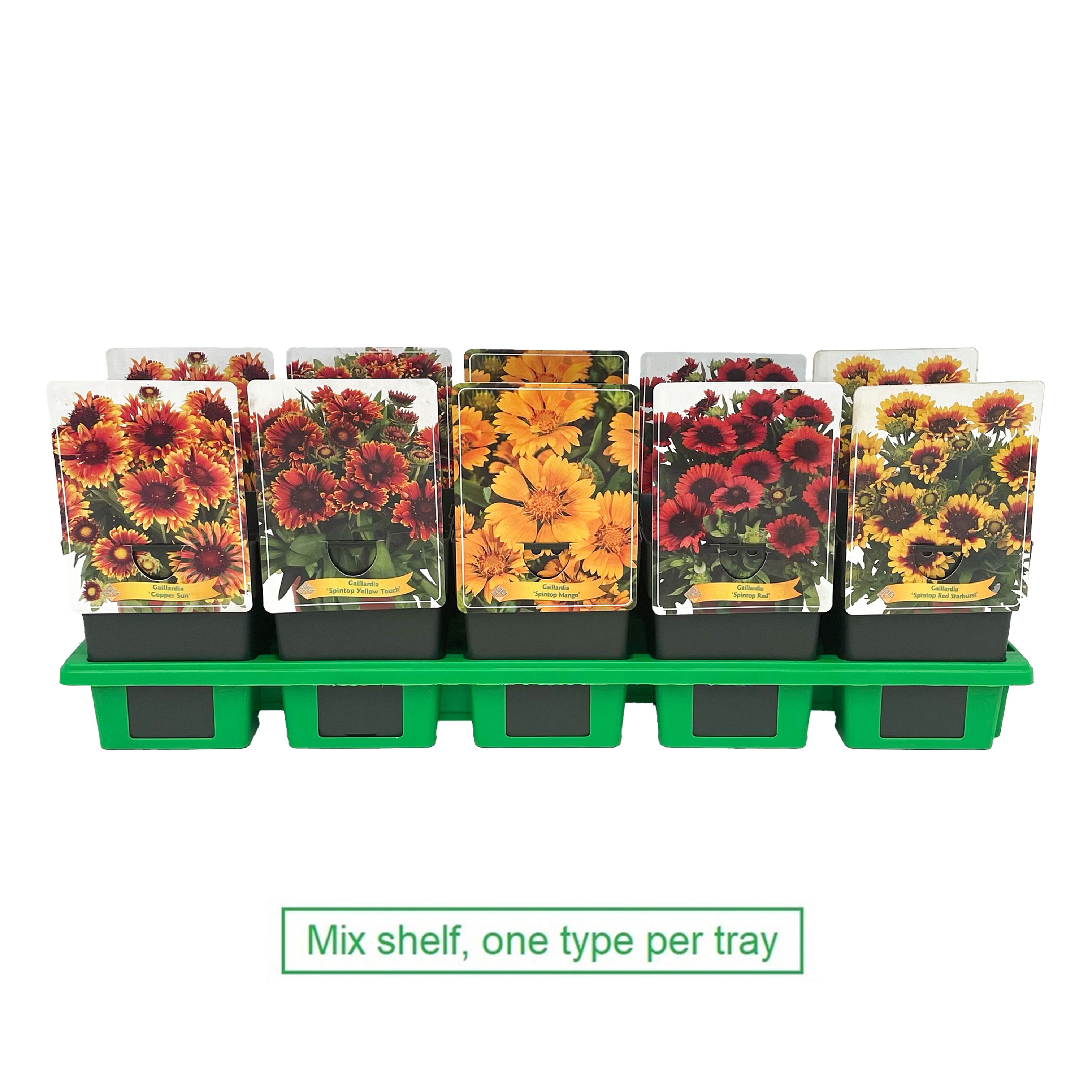 Gaillardia mix laag P11, D 11
