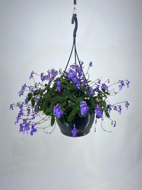Streptocarpus saxorum, D 23