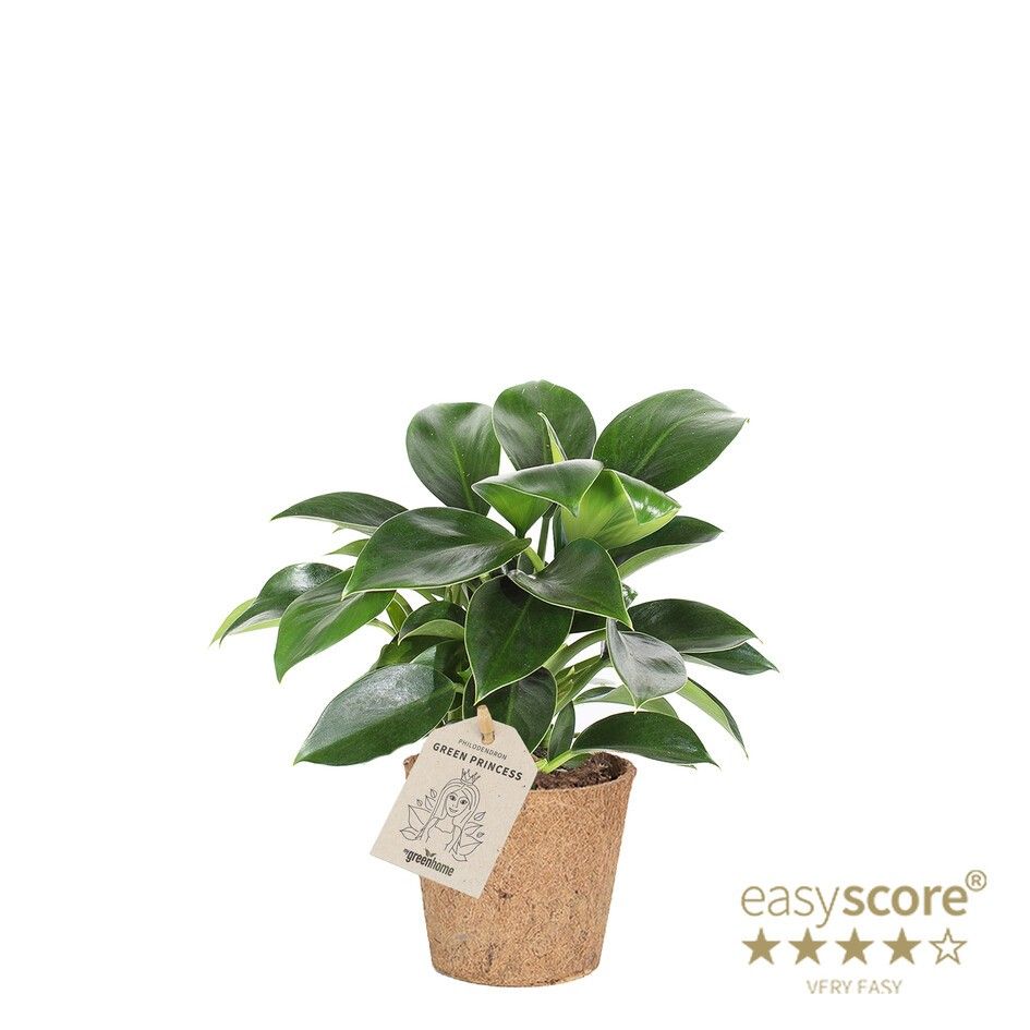 Philodendron ´Green Princess´ - COCOZ, D 9