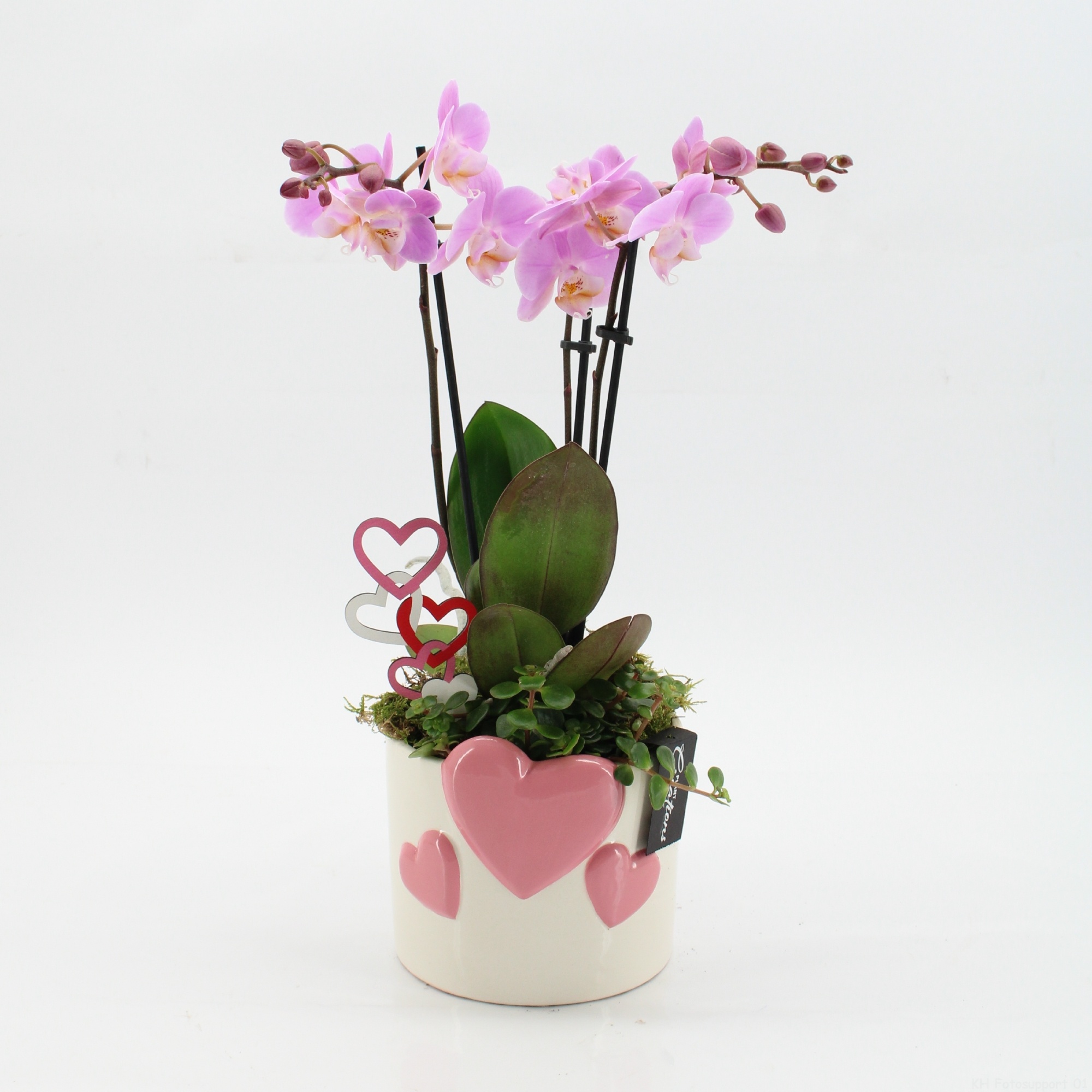 PHALRM-2603RZ Romantic Phalaenopsis, D 14