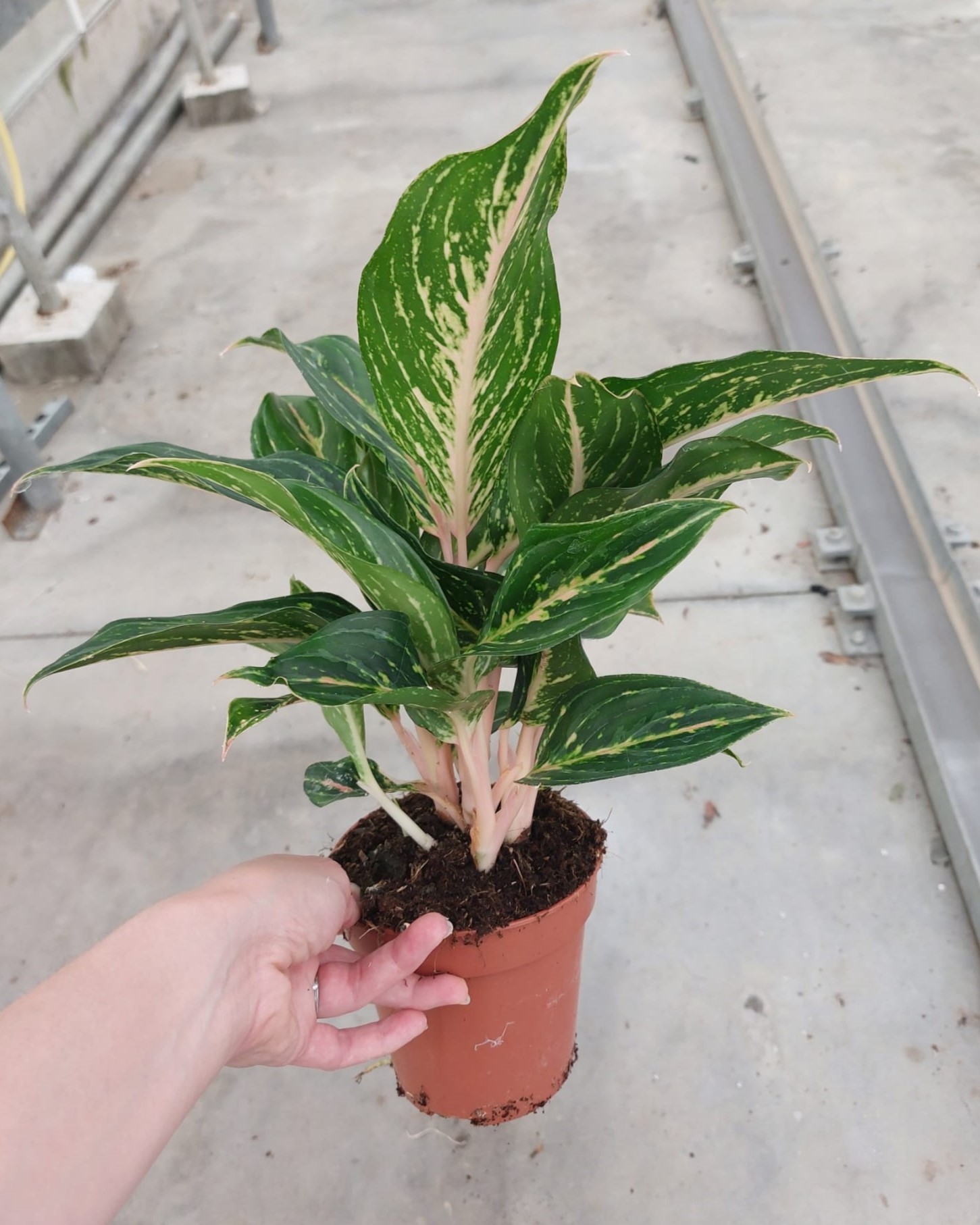 TDM P12 :Aglaonema Golden Powder, D 12