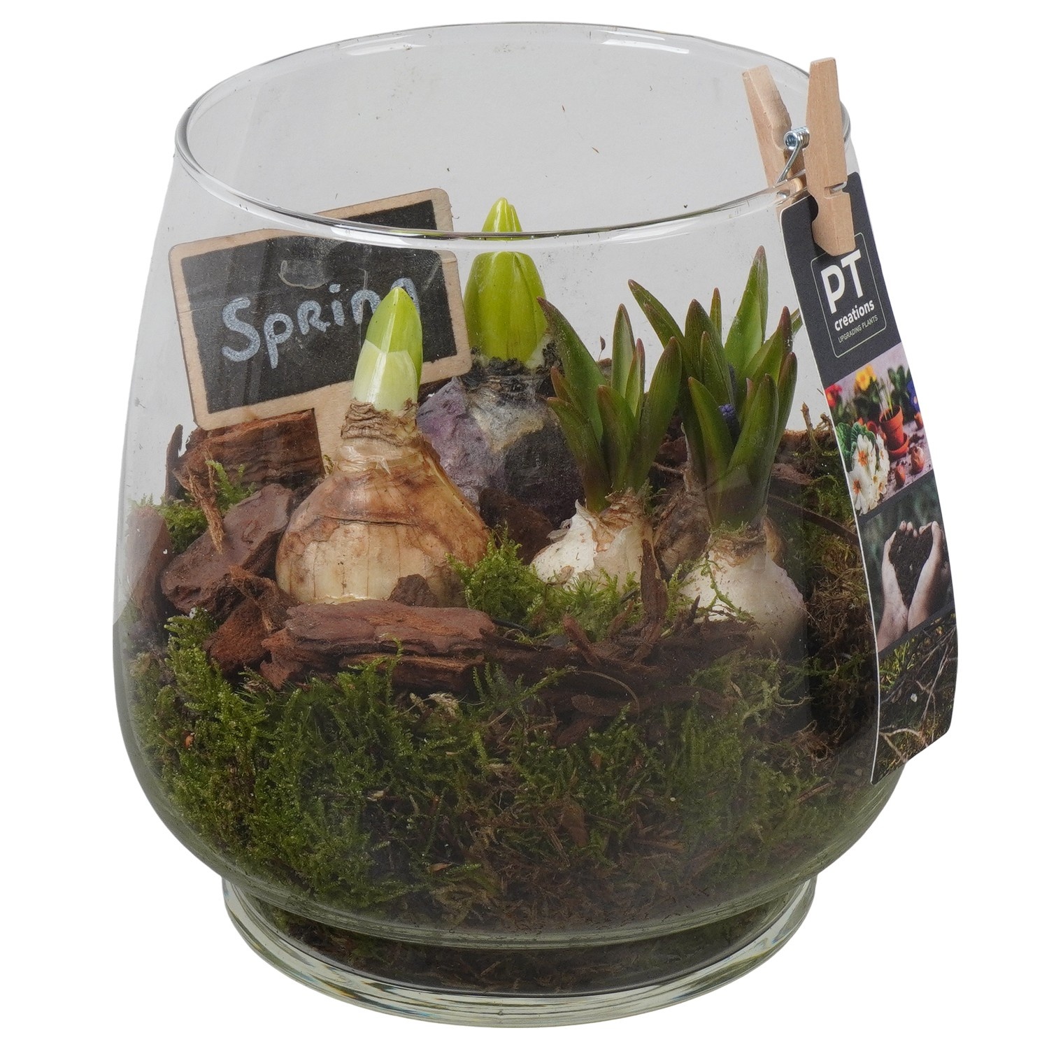 PTBM3940 Arrangement Flower Bulbs Mix in glazen vaas, D 16