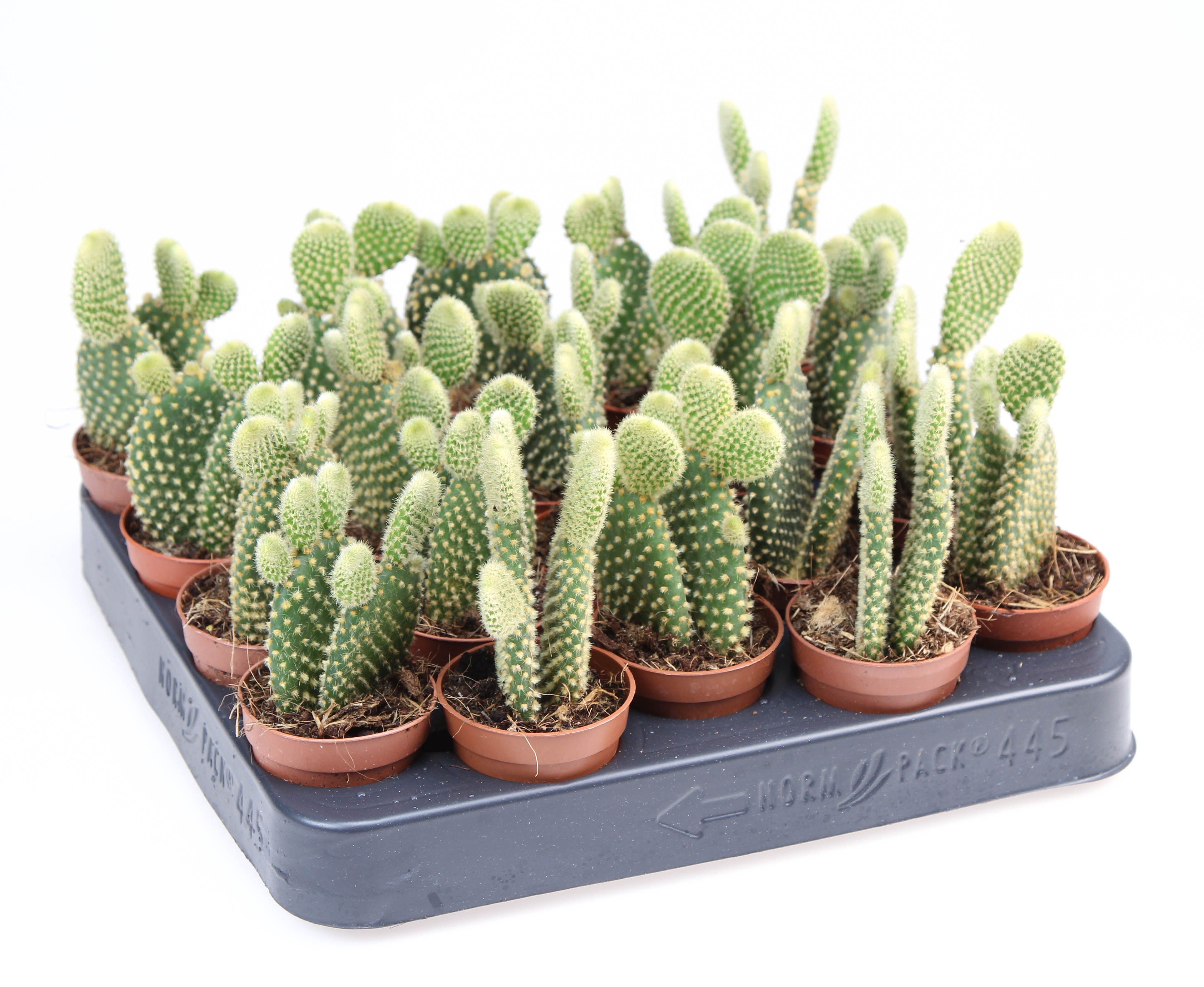 Opuntia Microdasys, D 5,5