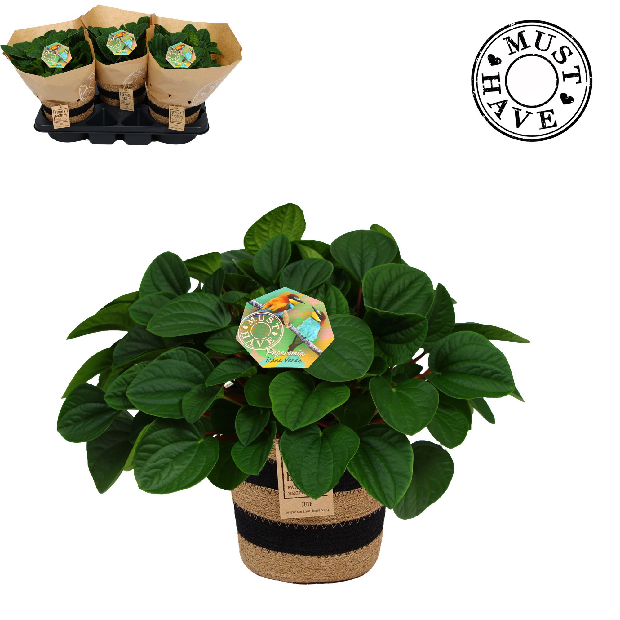 Peperomia ''Rana Verde'' in Jutte Mand 'Must Have', D 17