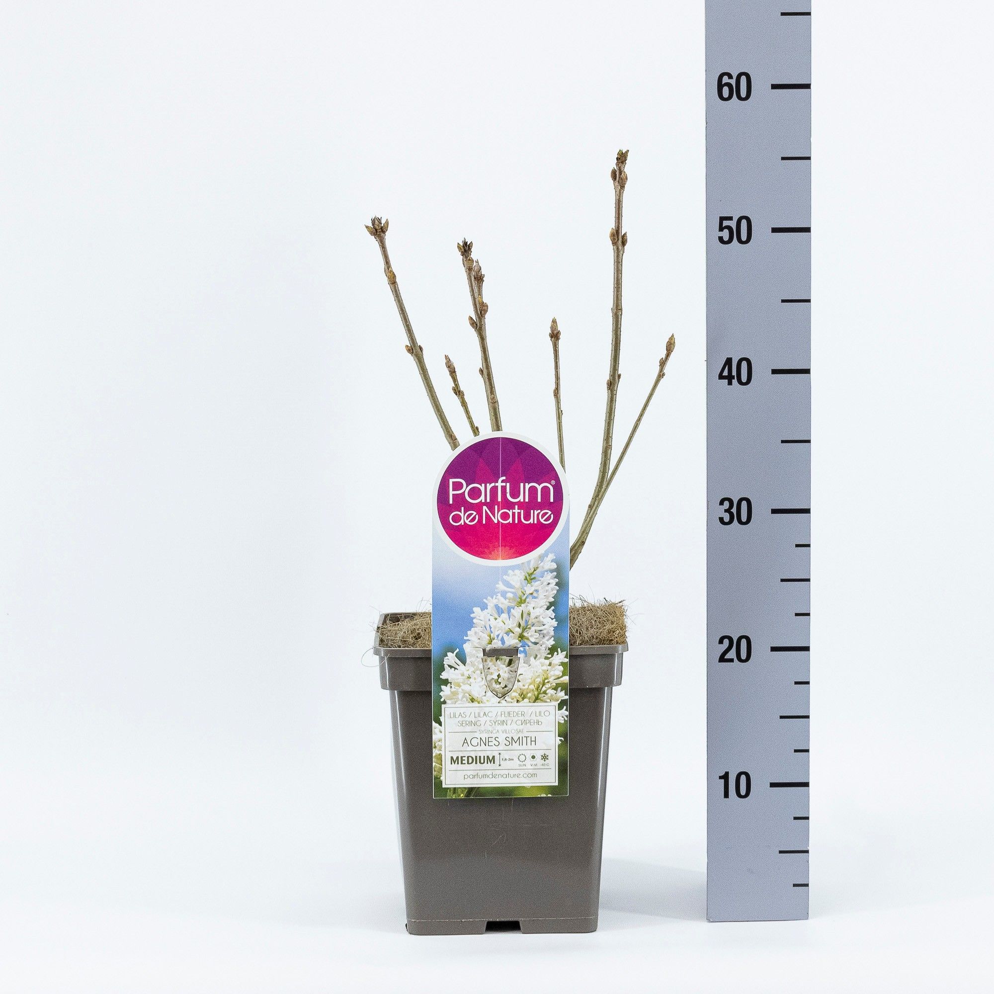 Syringa (V) Agnes Smith, C5, D 23