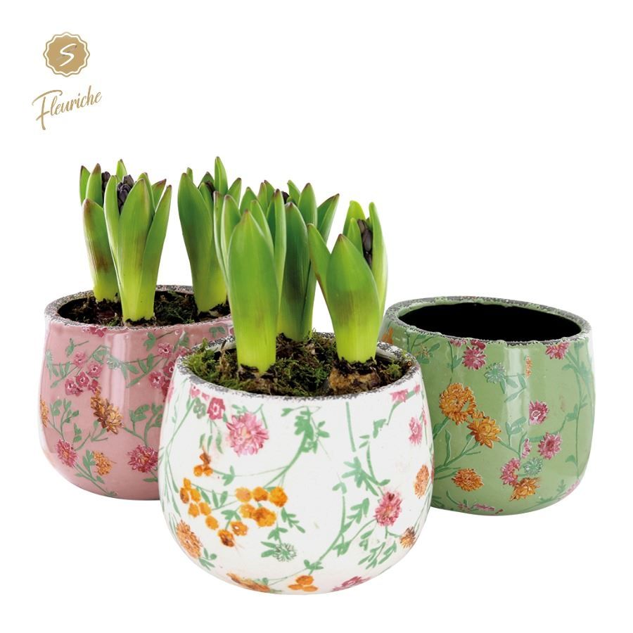 (3601) Hyacint Early Springtime [L] 3PP Mos, D 15