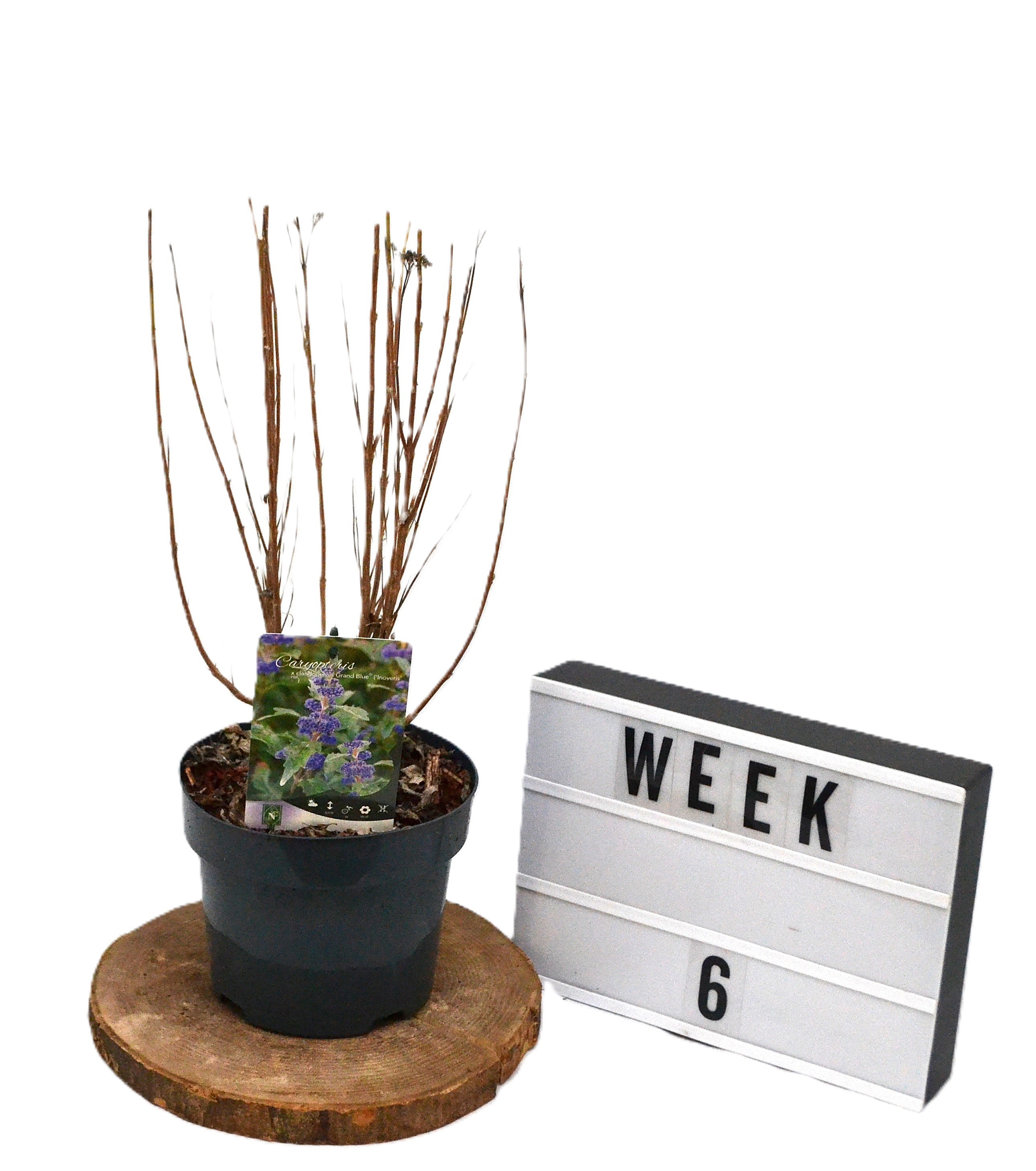 Caryopteris cland. Grand Blue C3, D 19