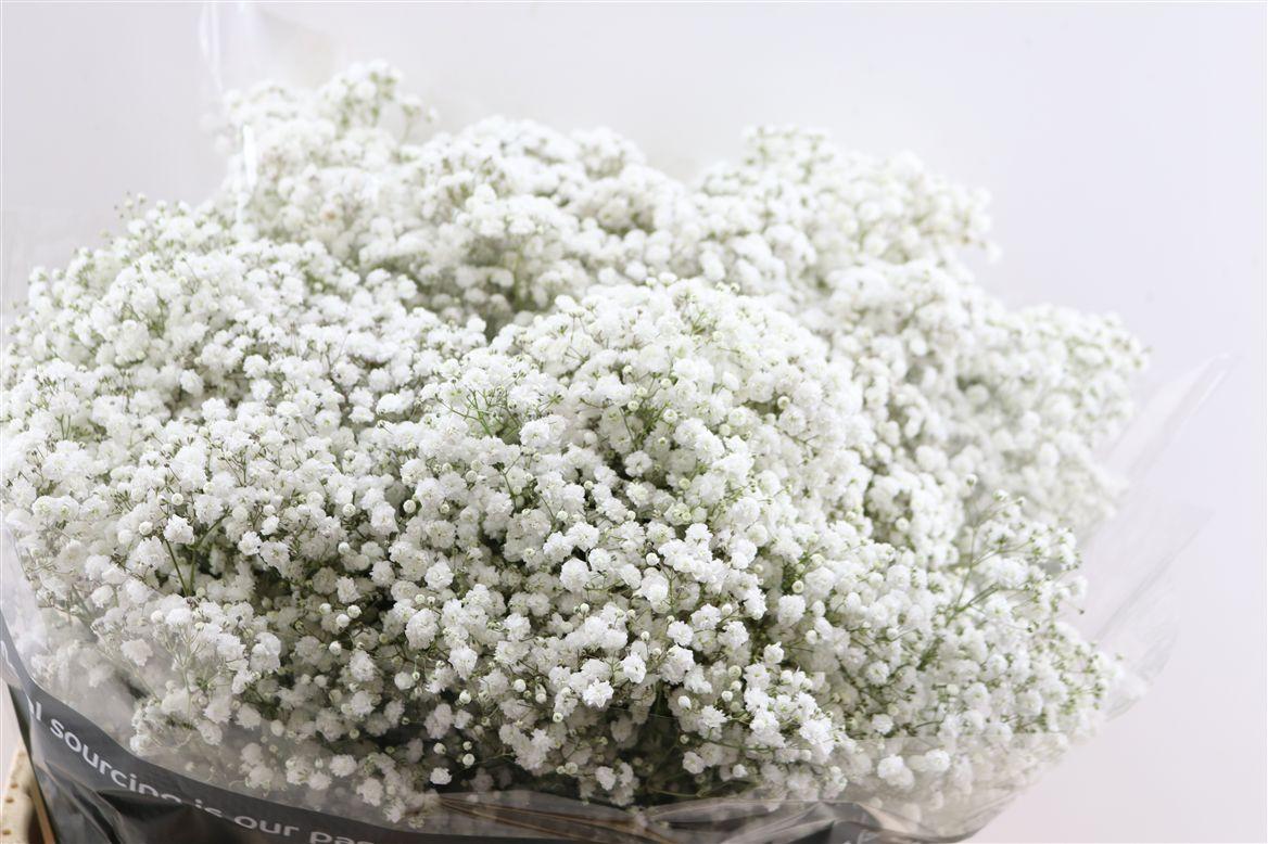 Гипсофила Экселенс 80 (бел.), шт.