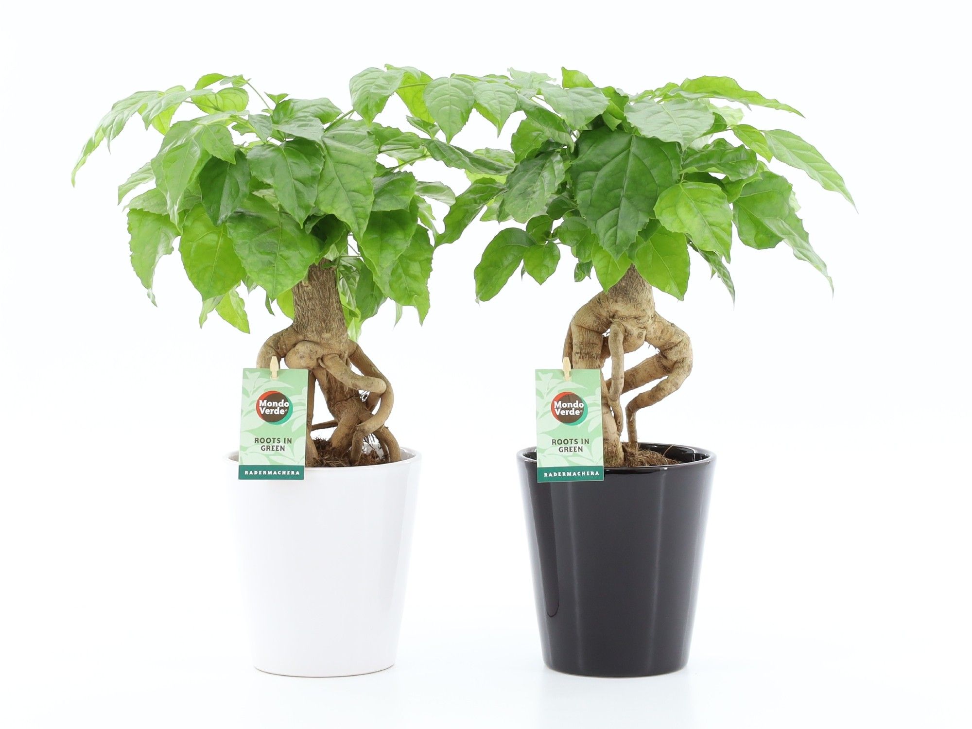 Radermachera Bonsai in Zwart Wit keramiek, D 13